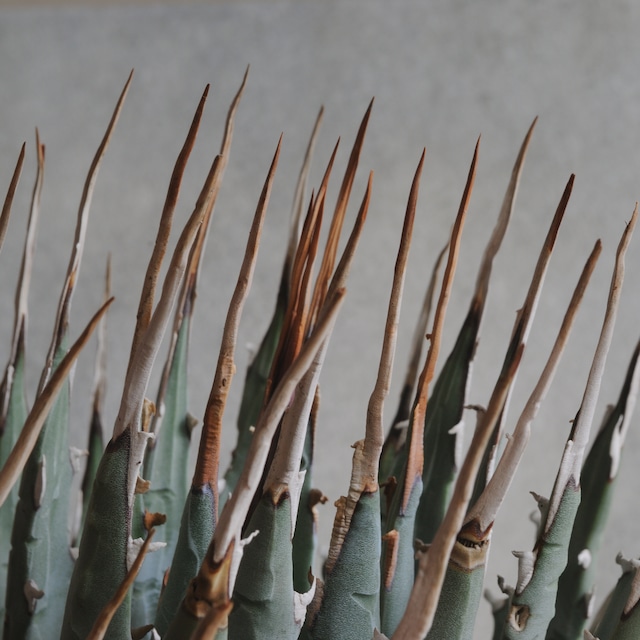 アガベ ユタエンシス エボリスピナ