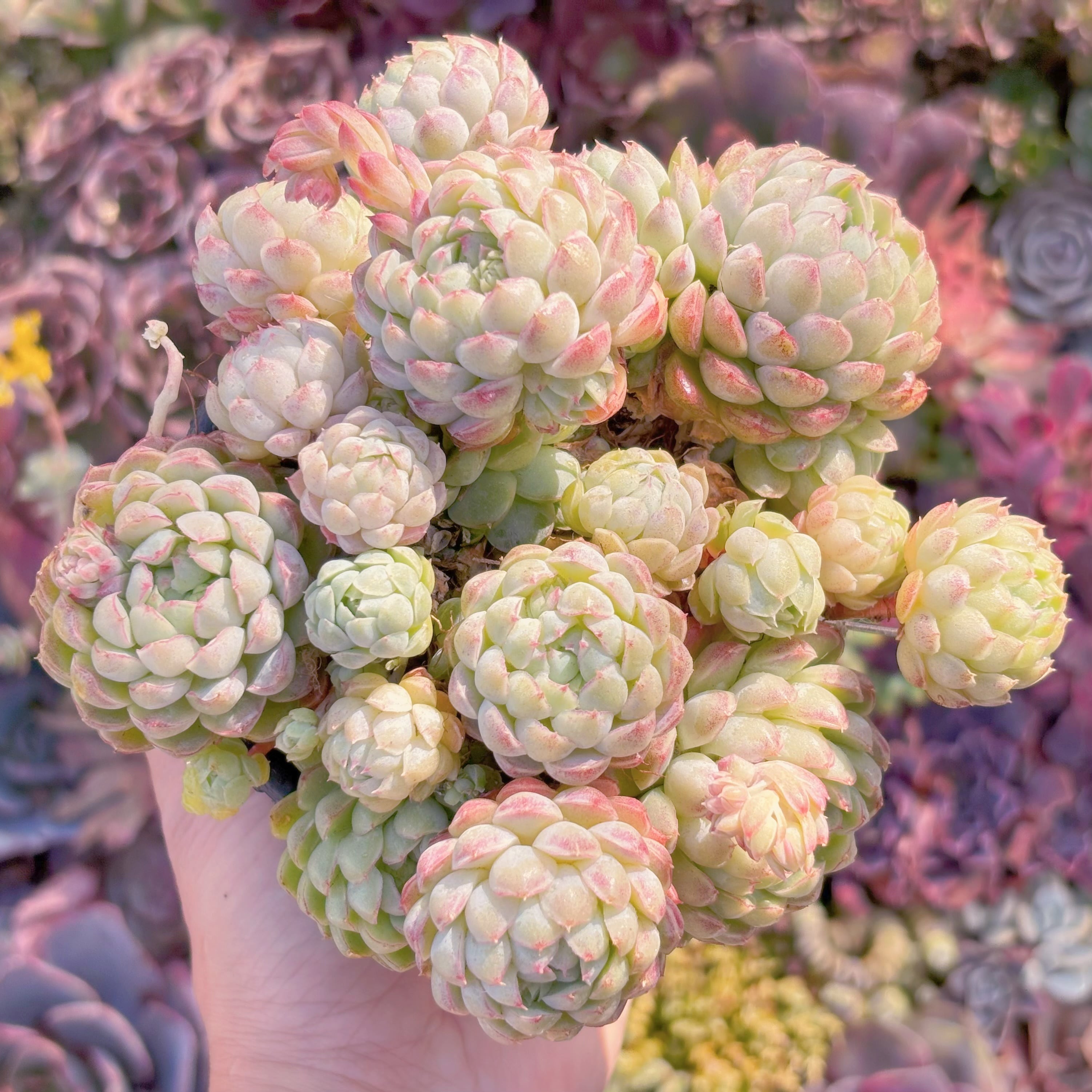 現品　ハチミツボール#M106　大群生　新入荷　るる農園