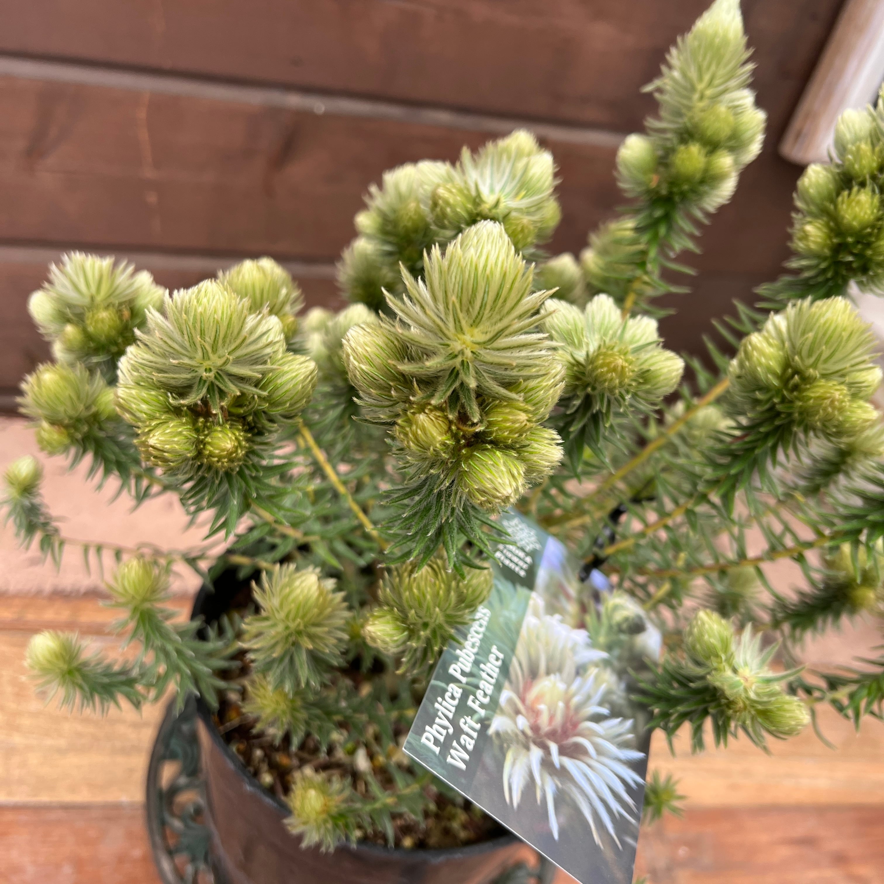 フィリカ ブペッセンス ワフトフェザー② | 沼ノ上農園