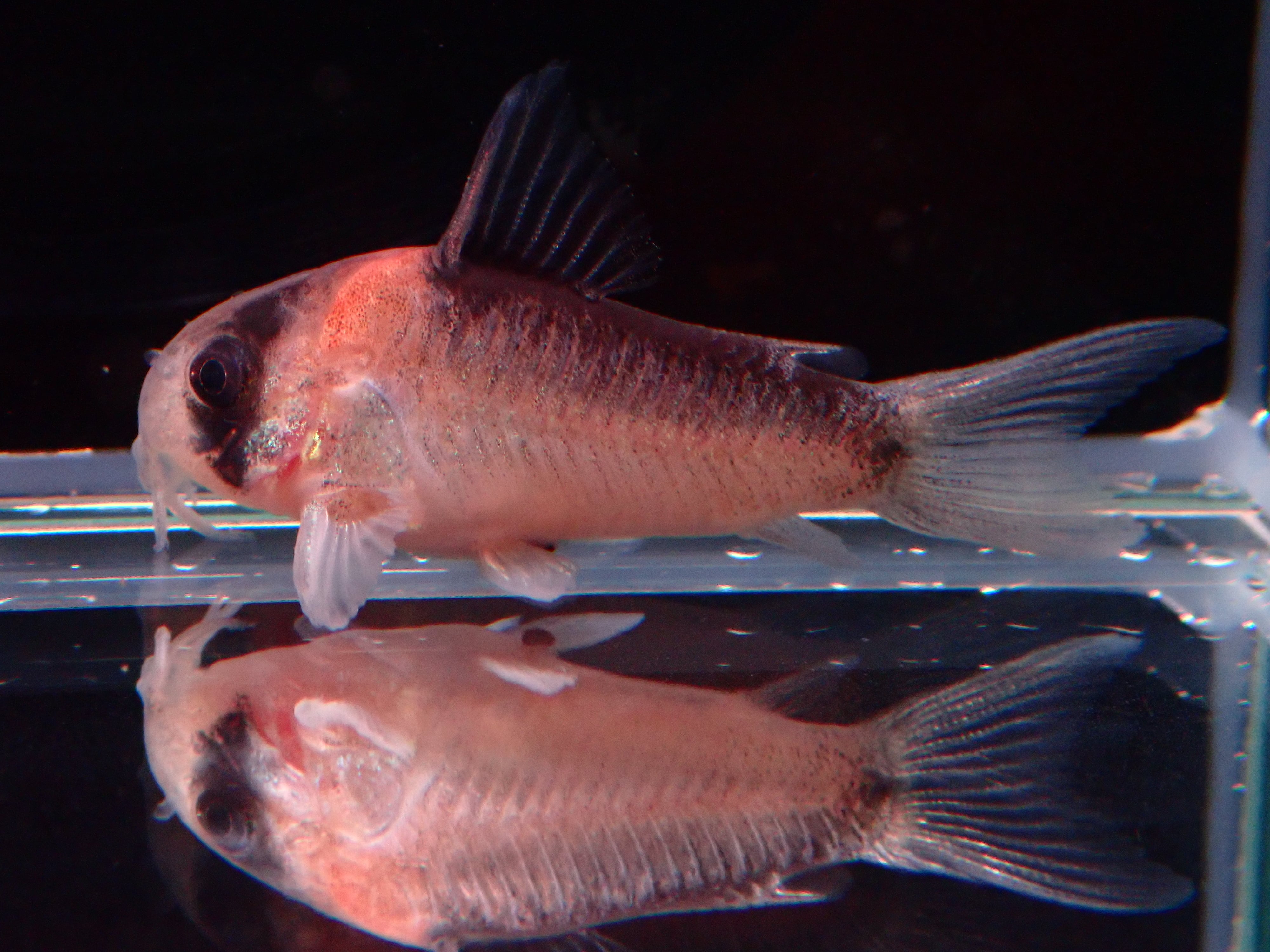 コリドラス アドルフォイ