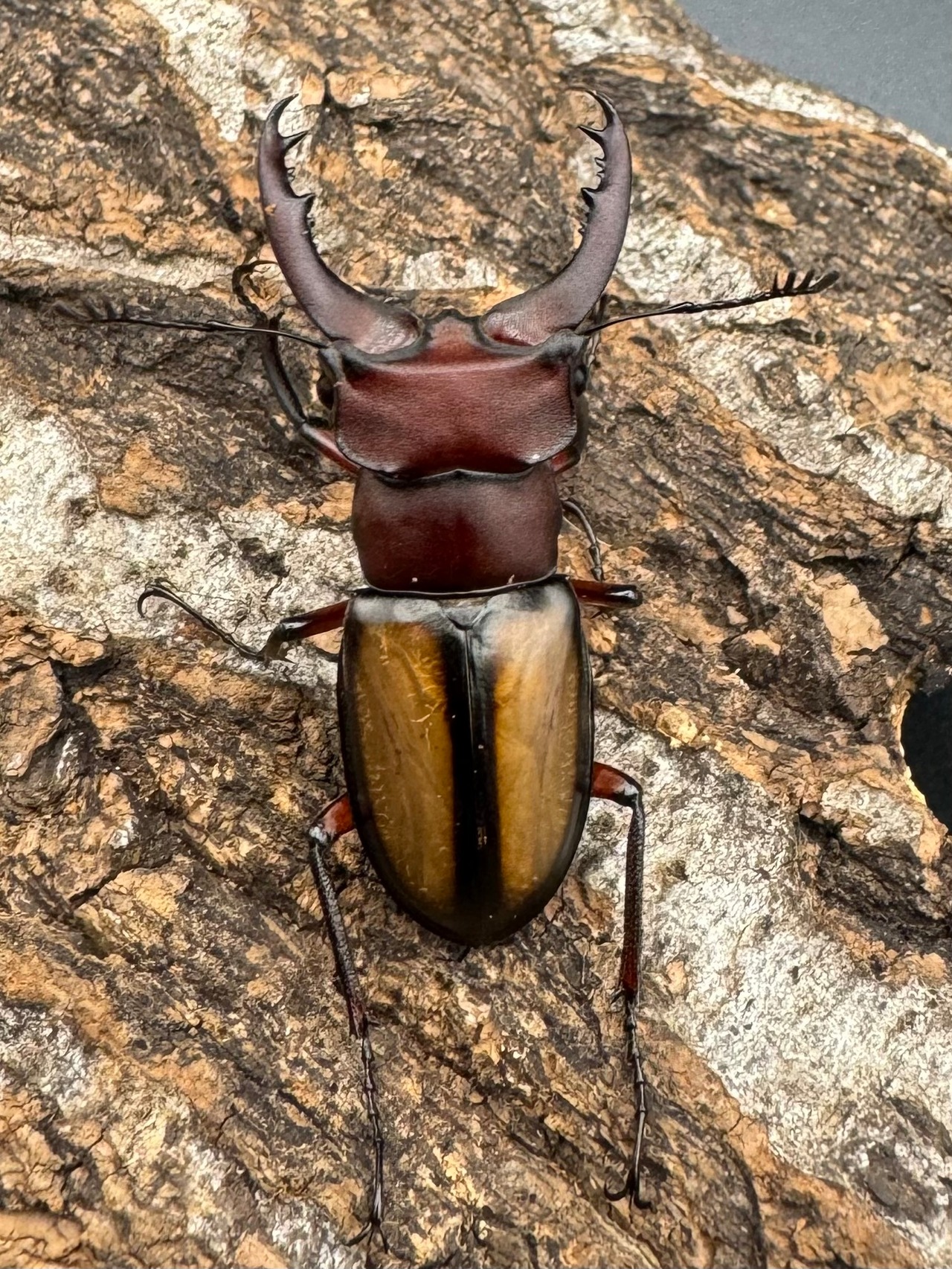 【WD】《ラエトゥスミヤマ 38mm ペア》