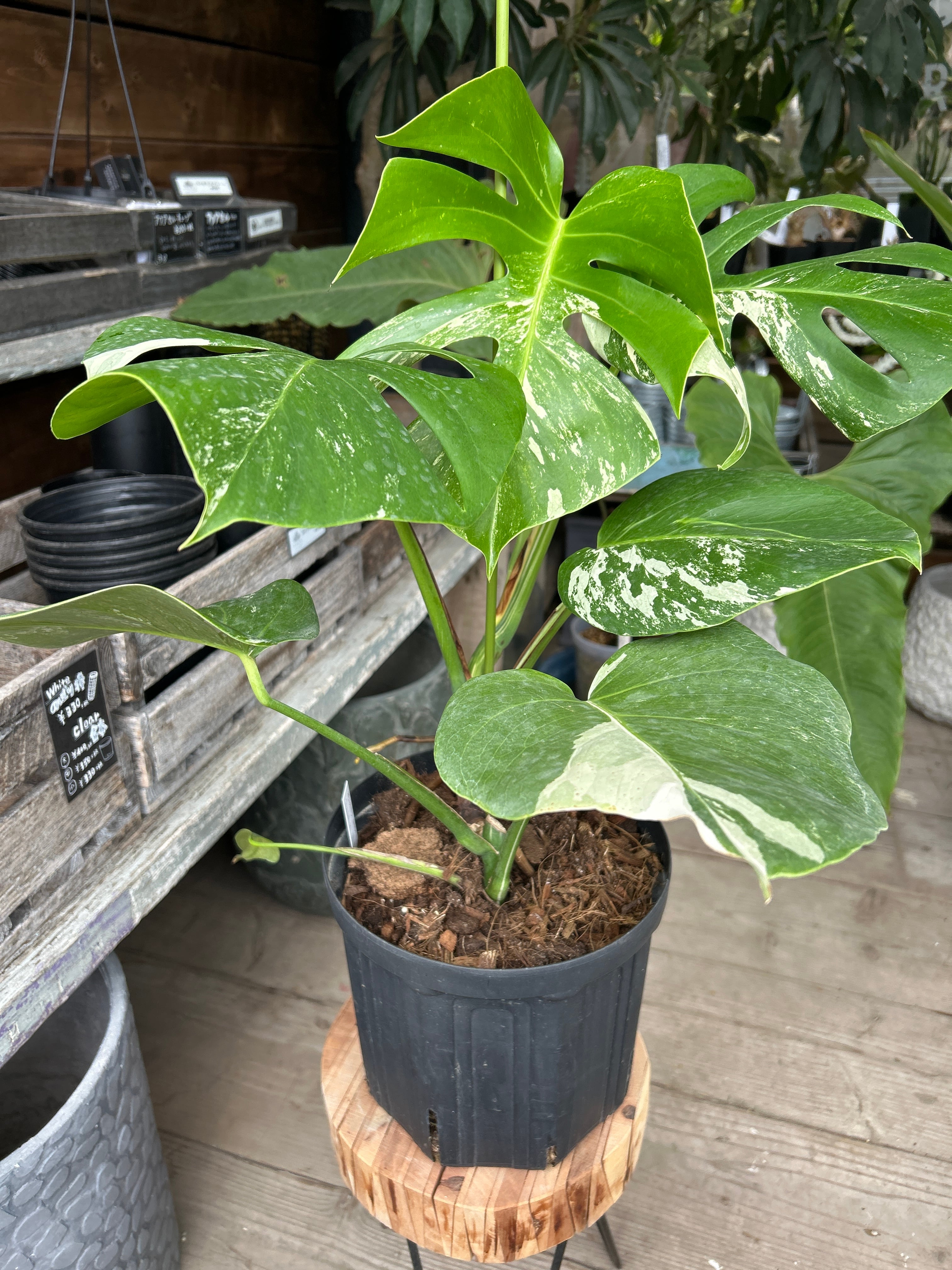 A モンステラ イエロームーン 6号鉢 | MIDORIYA 観葉植物専門店