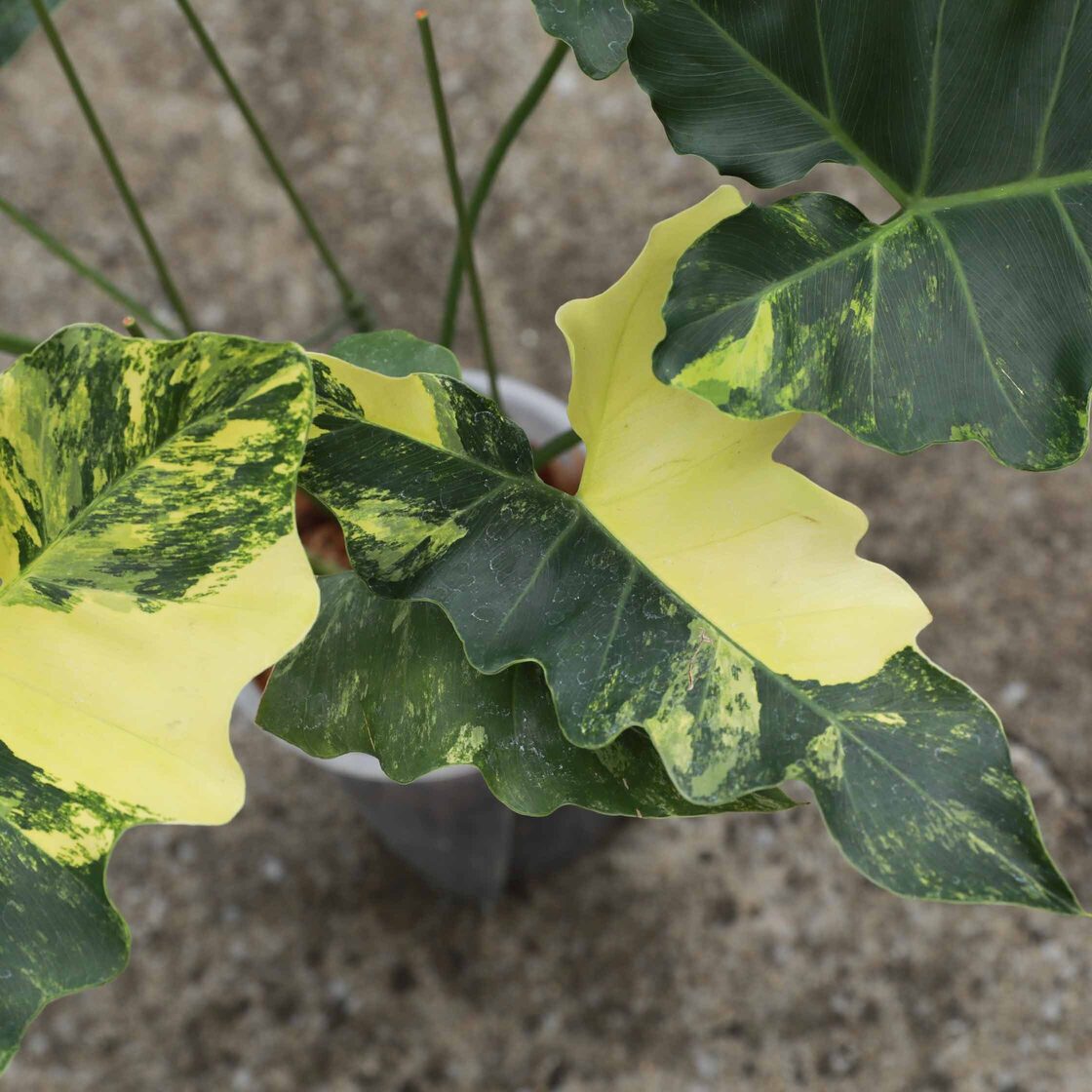 フィロデンドロン ウィリアムシー斑入り（Philodendron 