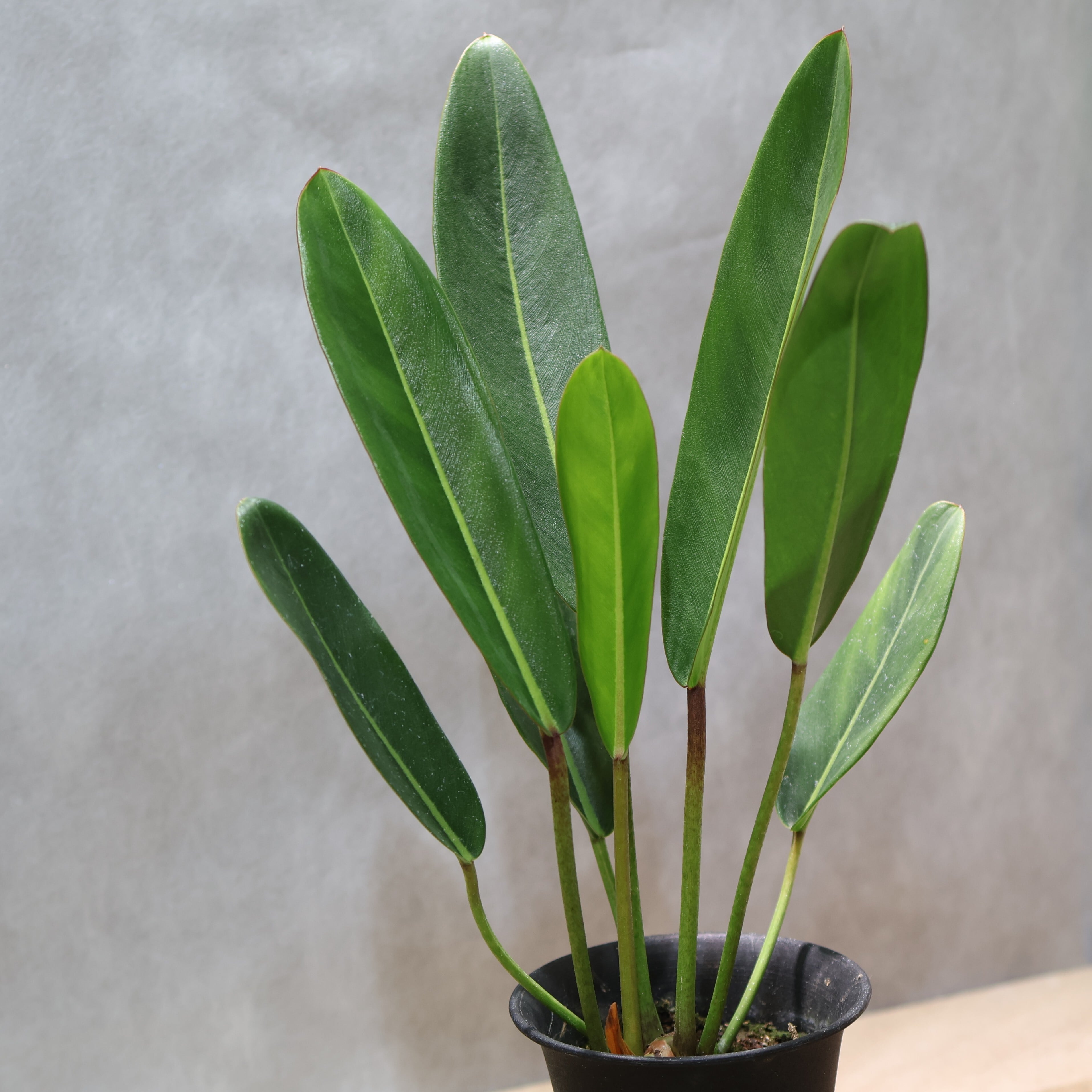 324 線と陰影を愉しむ『フィロデンドロン カロッスム Philodendron
