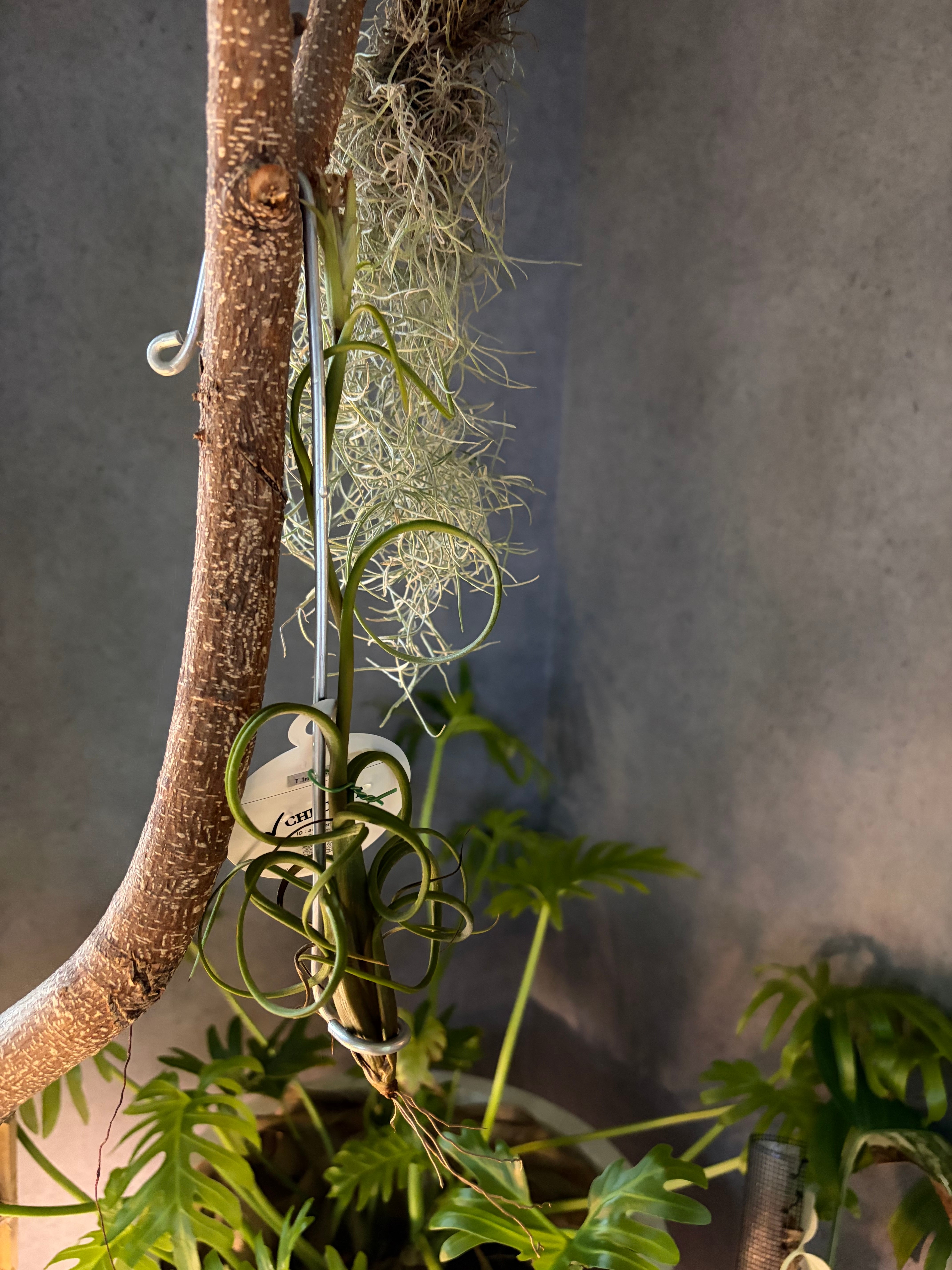 Bucephalandra pubes 