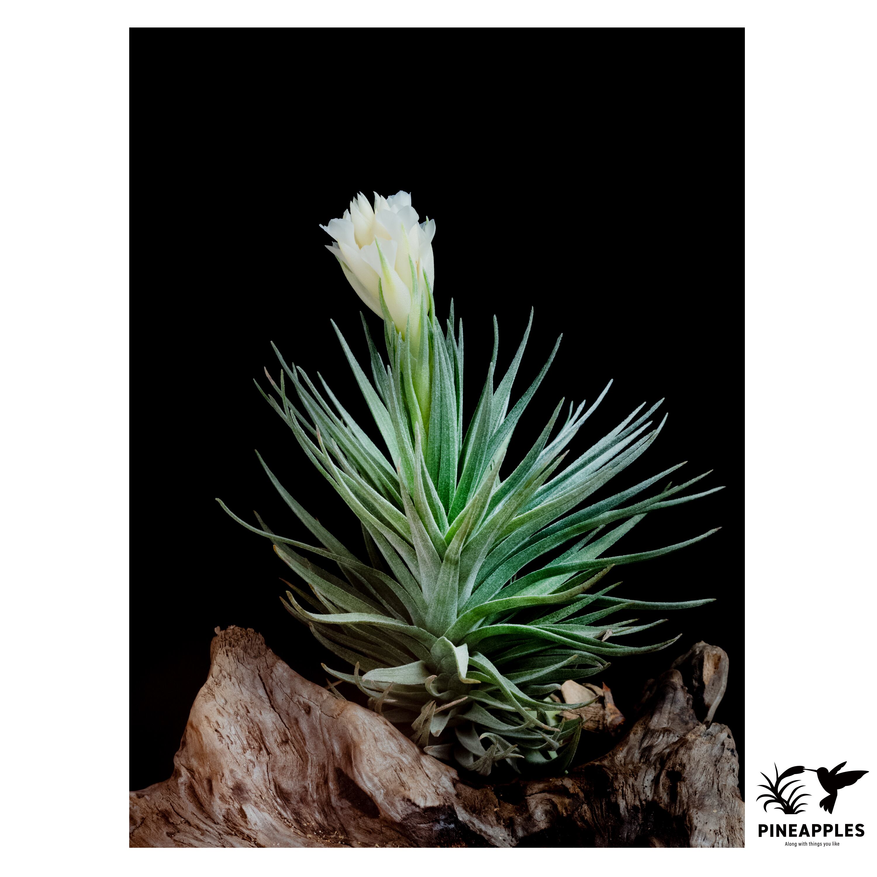 Tillandsia aeranthos var. alba | PINEAPPLES