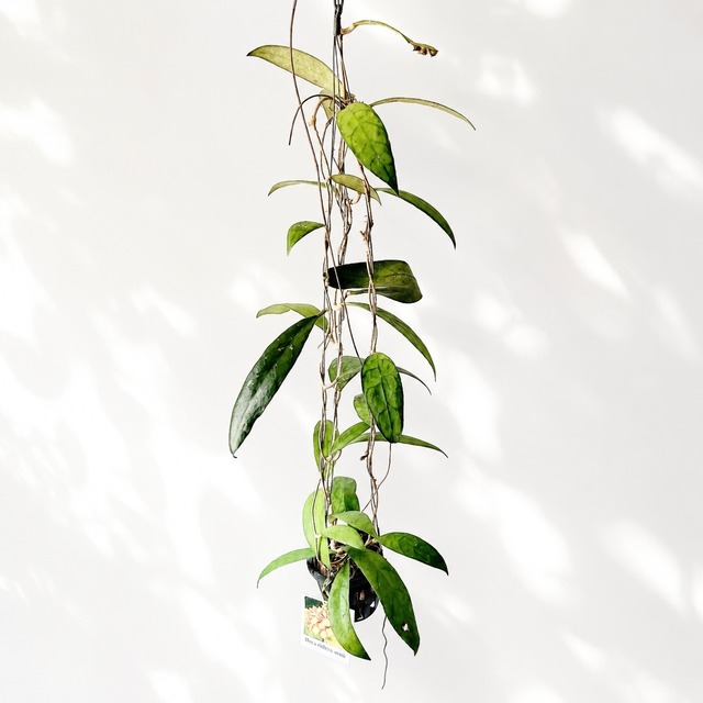 ベルベット ラウンド ファイバーセメント鉢 10号鉢 モダン オシャレ 植木鉢 鉢カバー 観葉植物 鉢