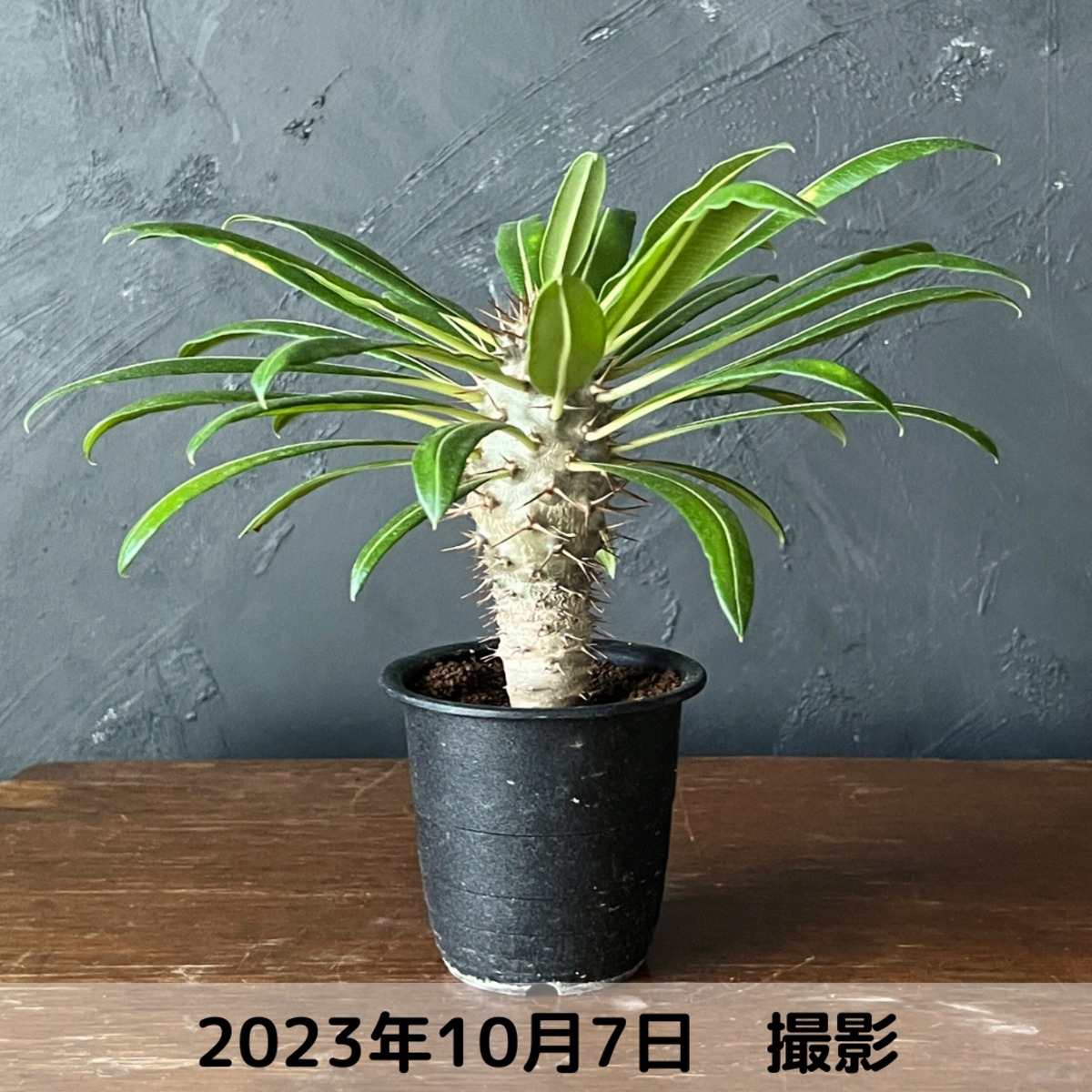 パキポディウム・ラモスム パキポディウム ラモスム | mana's farm:塊根植物・アガベ・ドライ