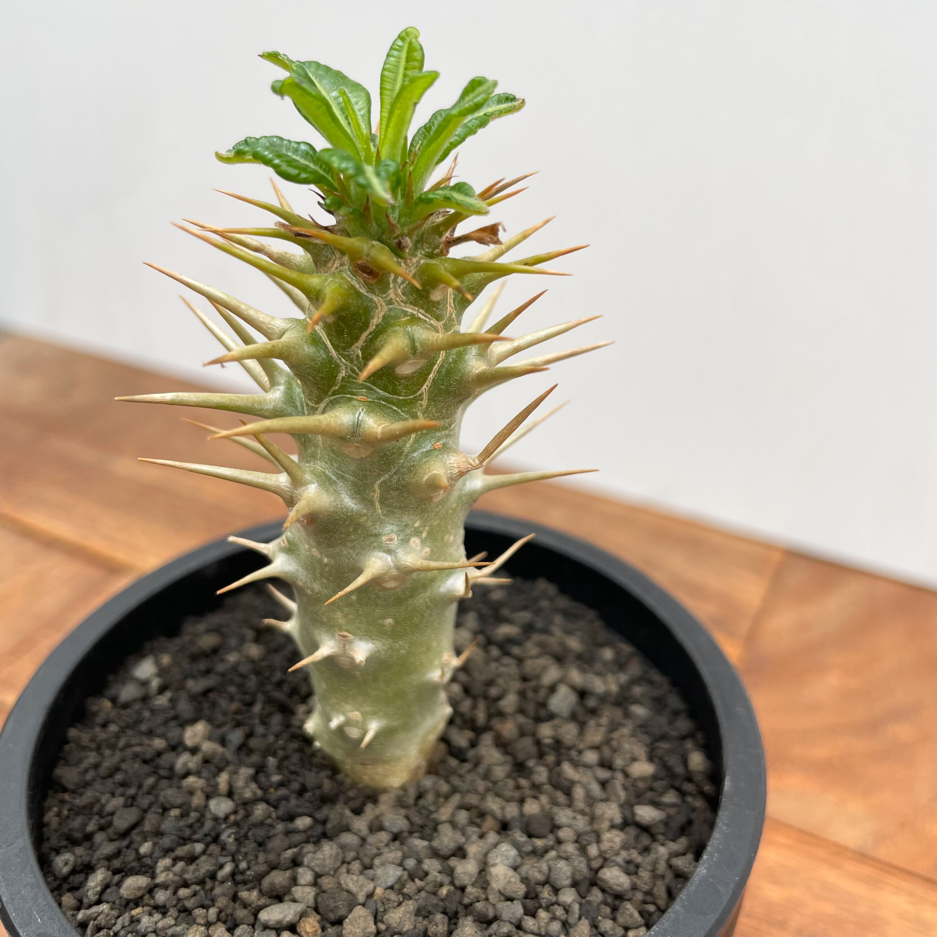 Pachypodium ambongense【パキポディウム・アンボンゲンセ・実生