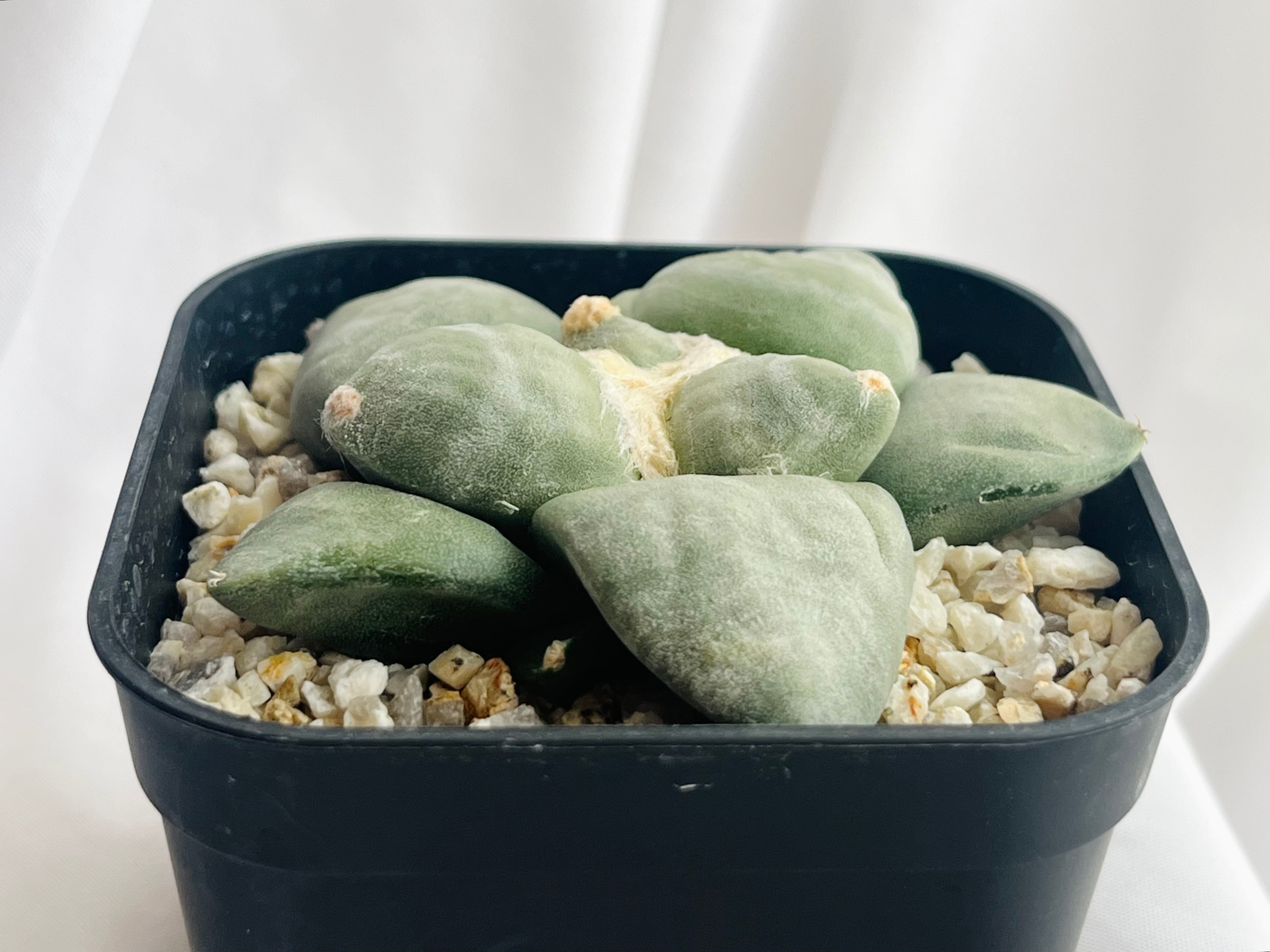 大疣連山 - 実生 Ariocarpus fissuratus var. lloydii アリオカルプス 大疣連山