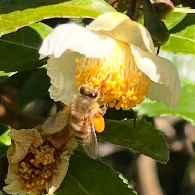 熊野の日本蜜蜂のはちみつ300g【雑賀屋】