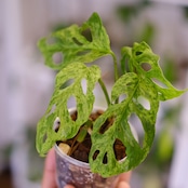 Monstera adansonii Mottled / モンステラ アダンソニー ミント㉚ / 観葉植物