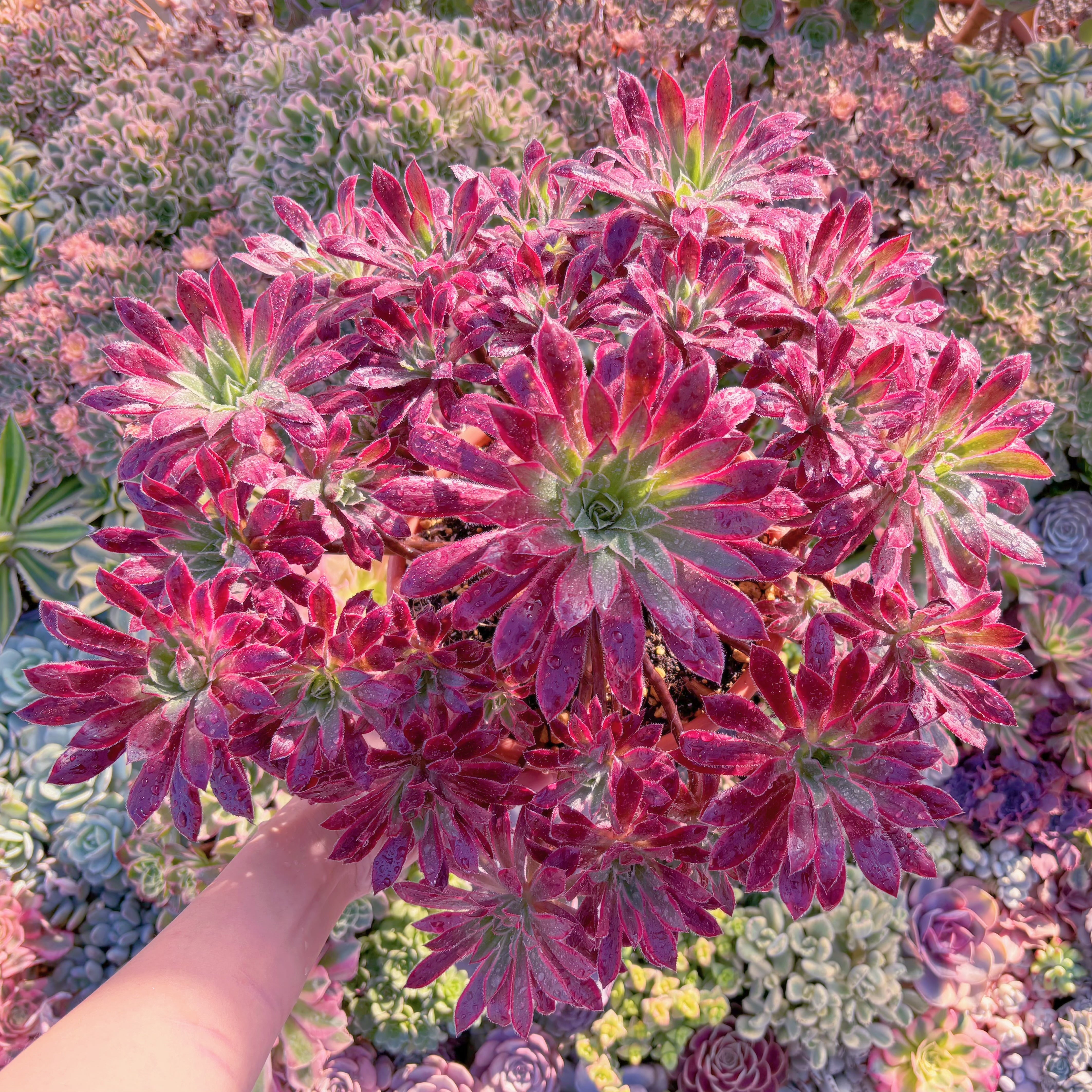 現品　鳳凰錦#C20　特大群生　るる農園