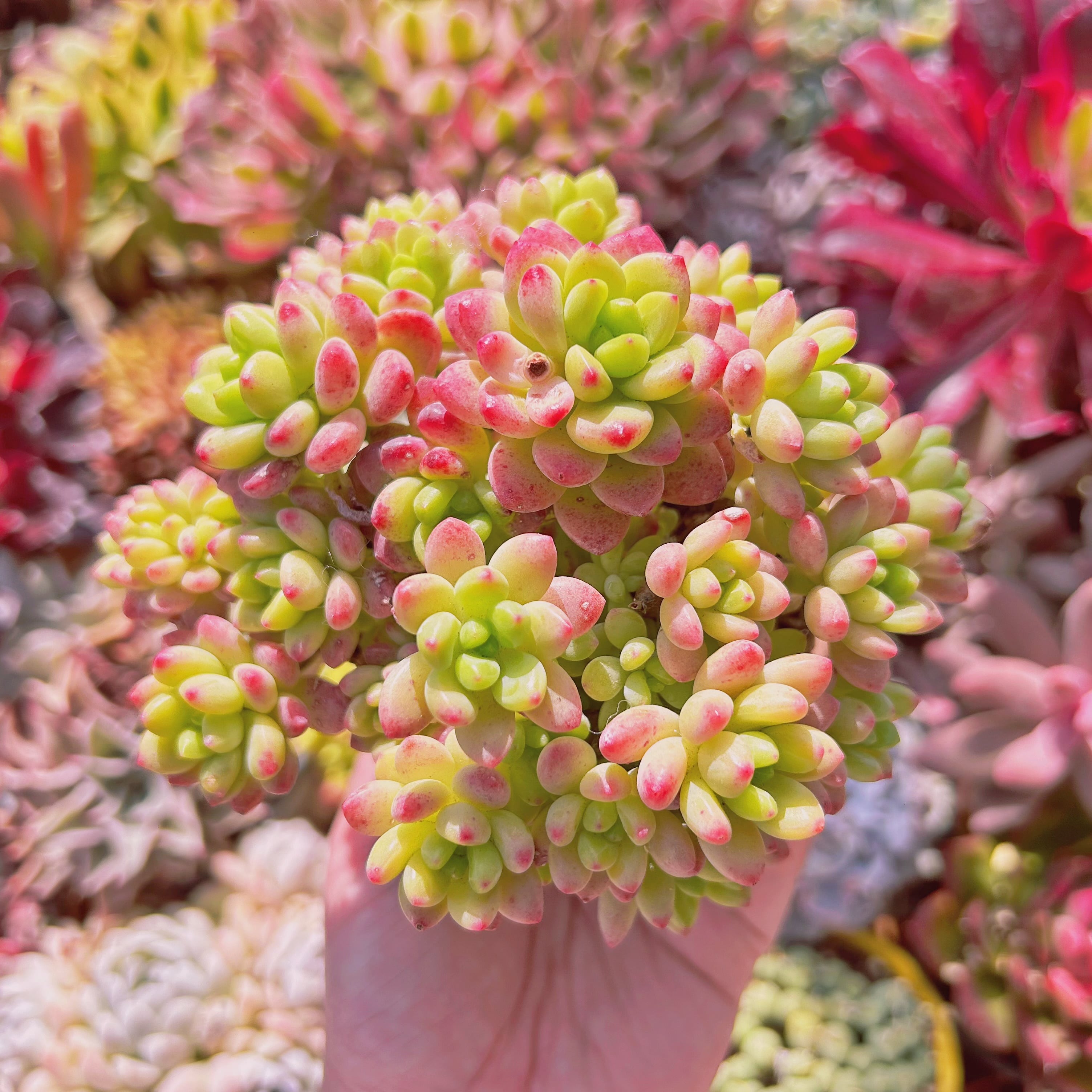 #245現物　多肉植物　Sedum  Shangri La