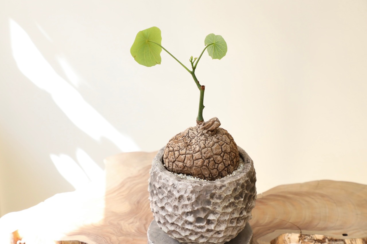 ステファニア スベローサ/Stephania suberosa ※陶器鉢付き