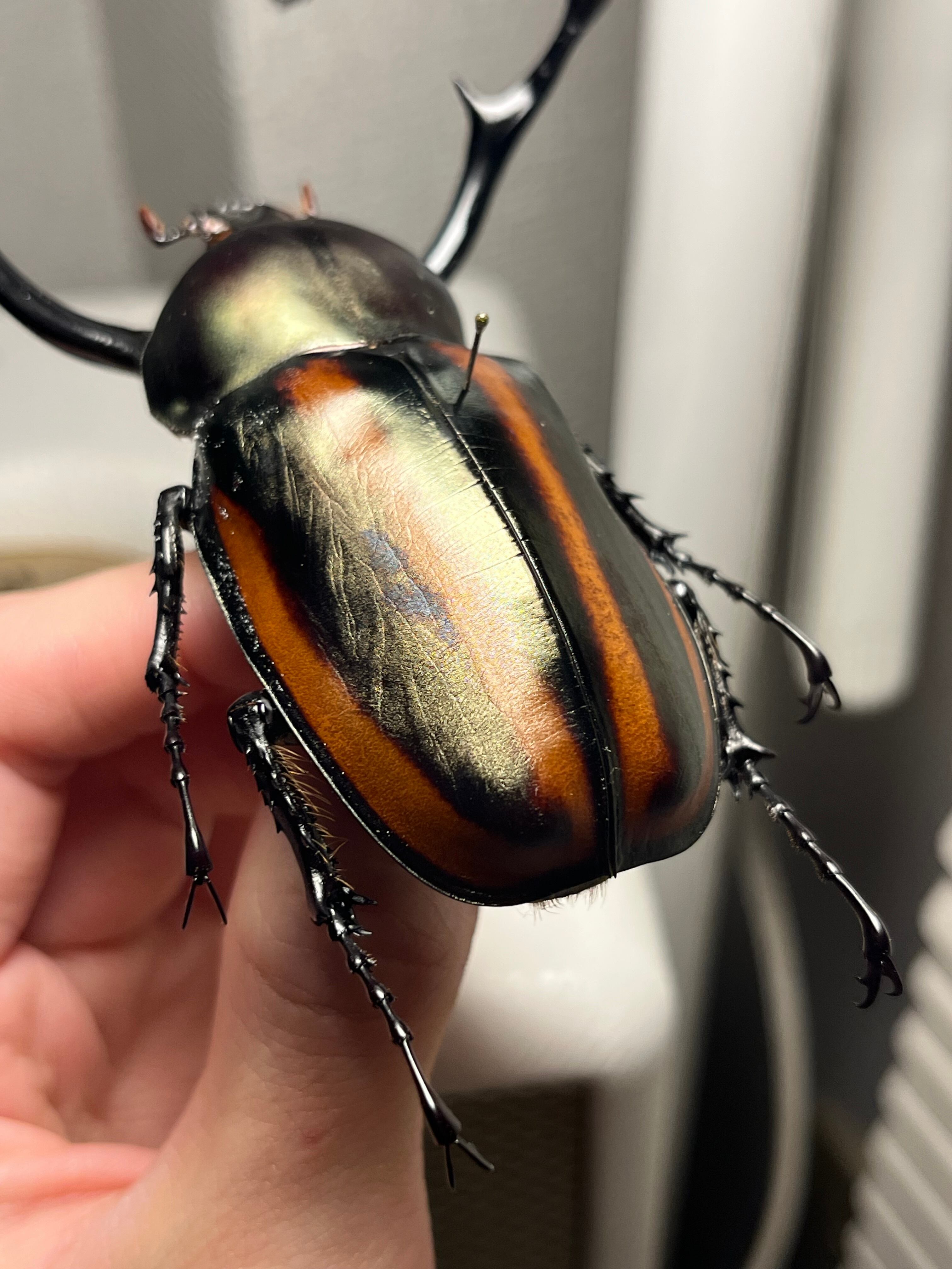 手長黄金最高峰】セスジドウナガテナガコガネ 特大標本 プラチナコガネ