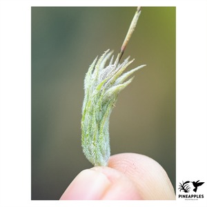 Tillandsia tricholepis (Orange Flower) HR19701