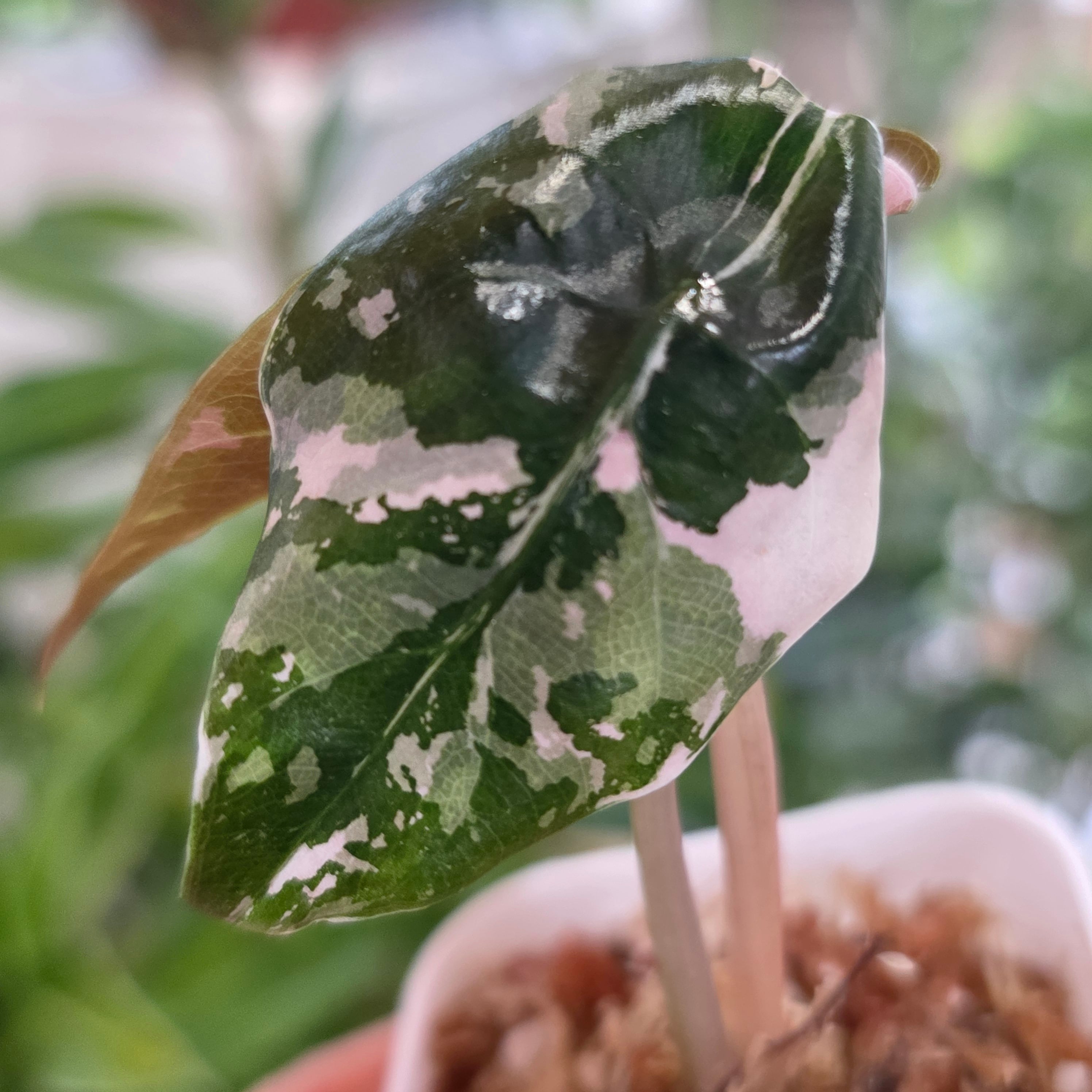 アロカシア | HAPPAX