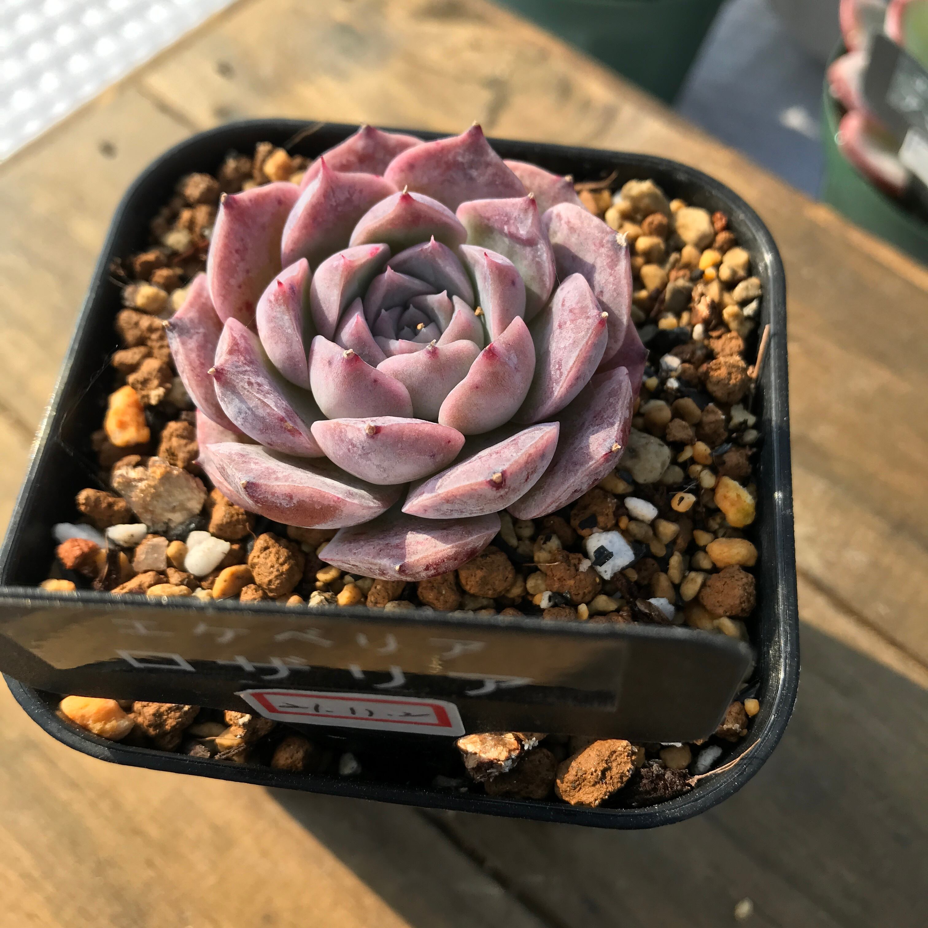 現物商品 ロザリア Echeveria Rosalia 輸入苗 多肉植物研究所