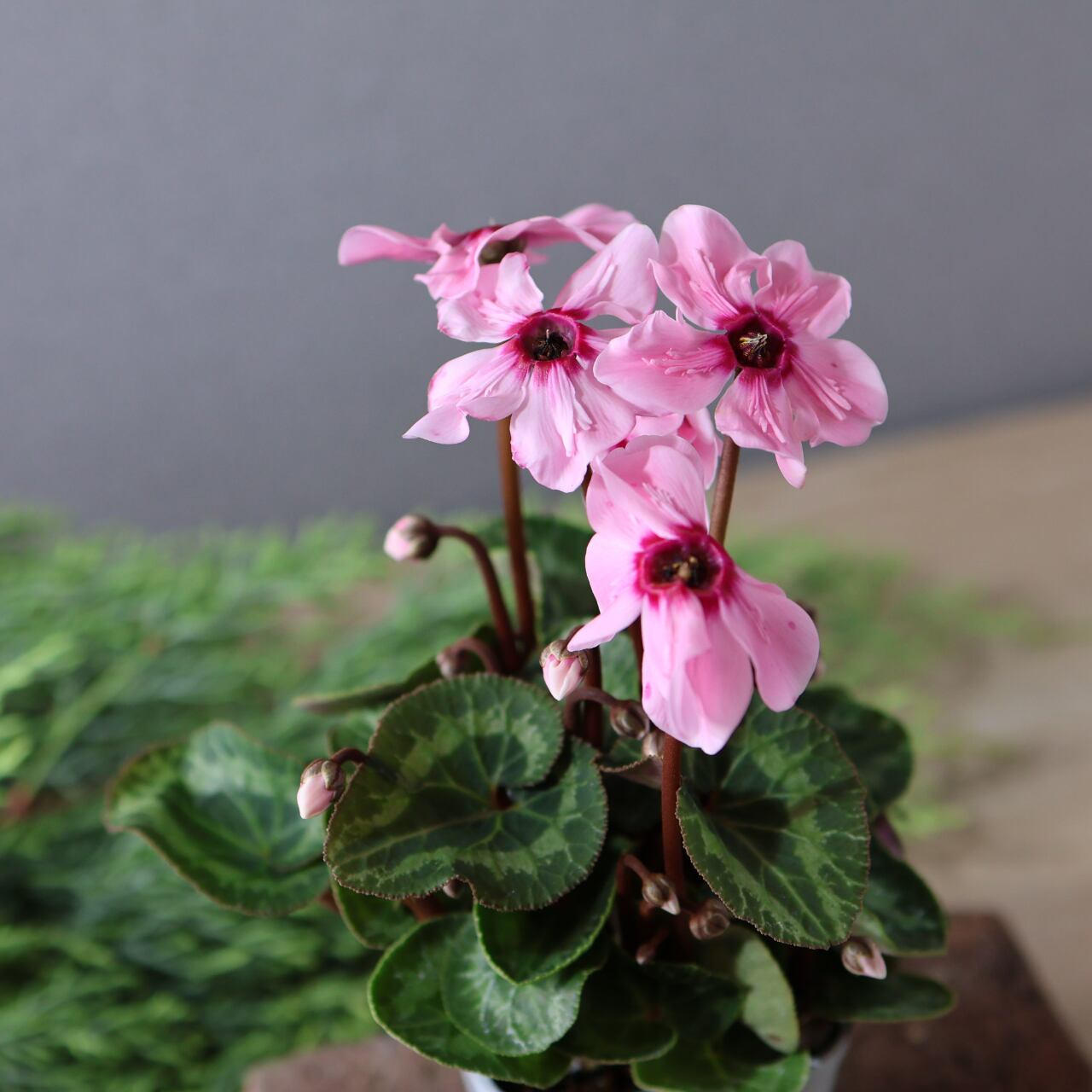 436上向きの花が株を覆いつくすほど次々と咲く『シクラメン
