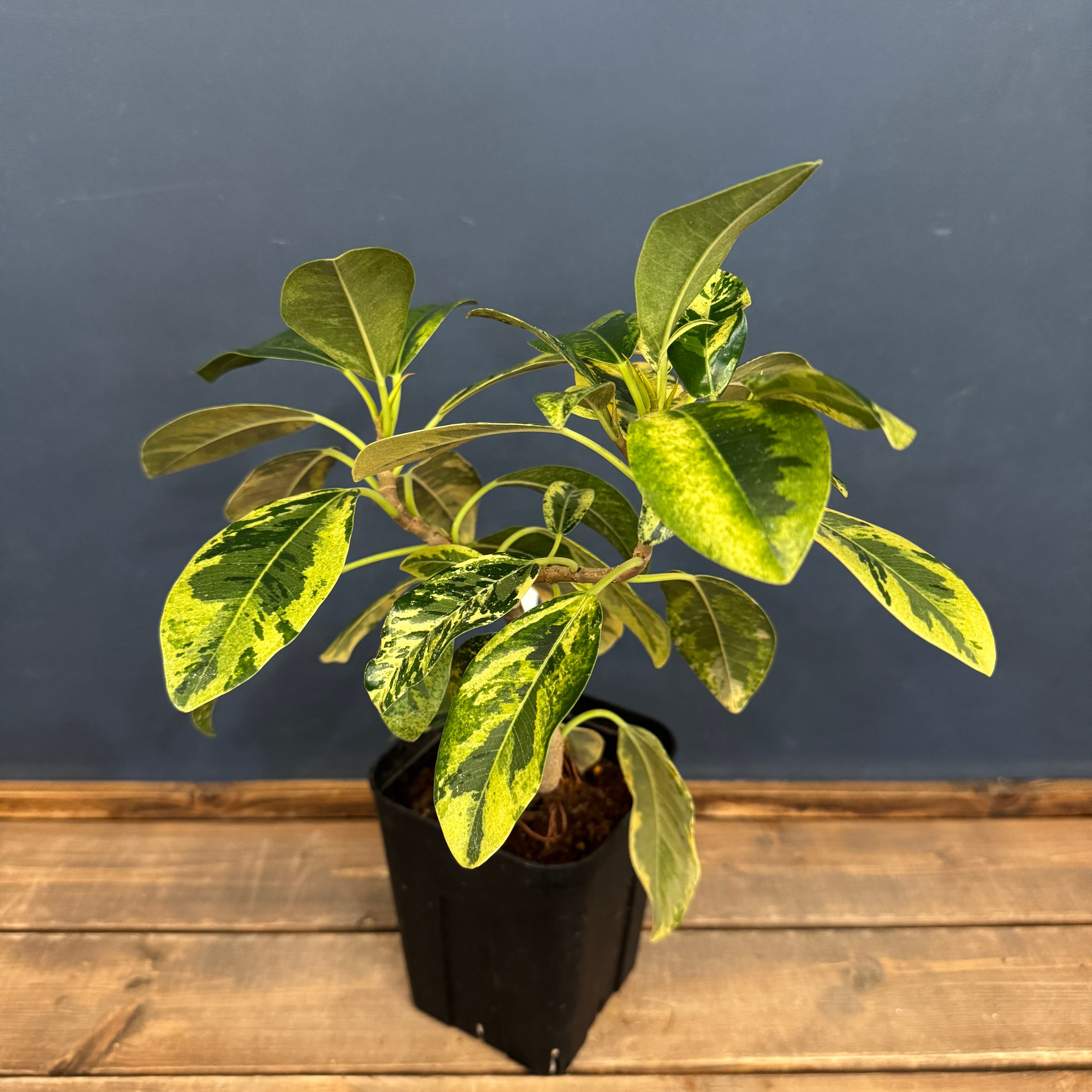 フランスゴム 斑入【1022】 | PROTOLEAF プロトリーフ