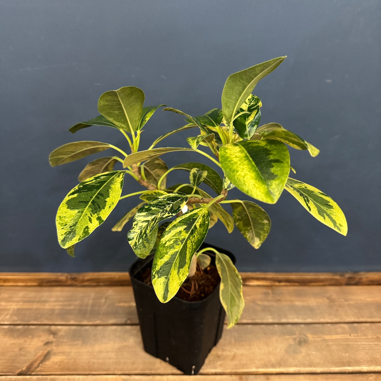 フランスゴム 斑入【1022】