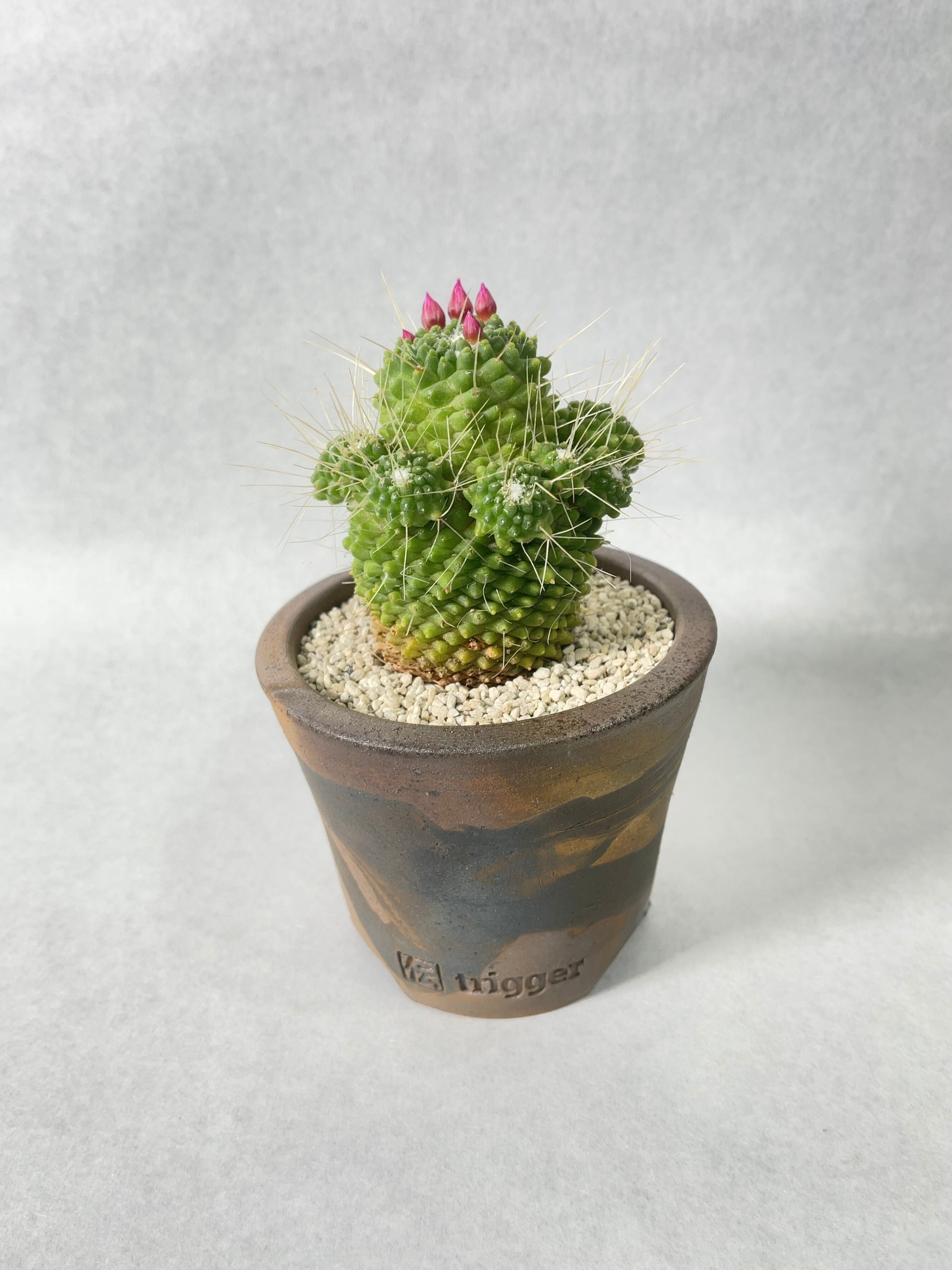 マミラリア・ピコモンスト | trigger