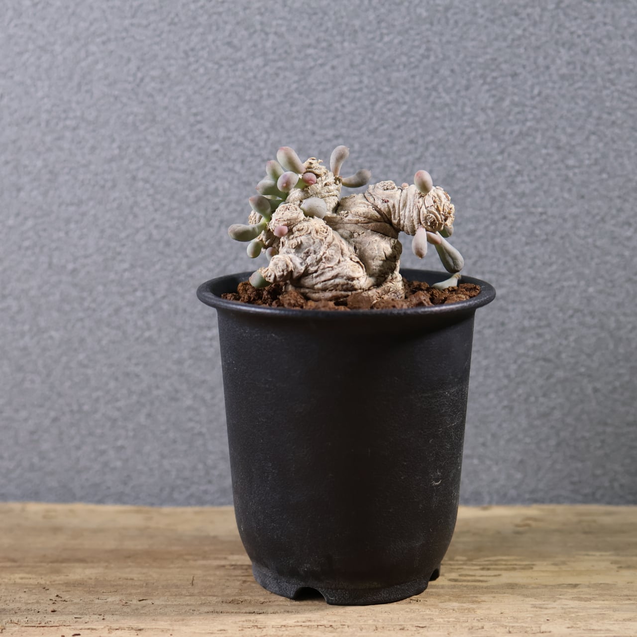 579『オトンナ クラビフォリア』 観葉植物【送料無料】 | MARX PLANTS