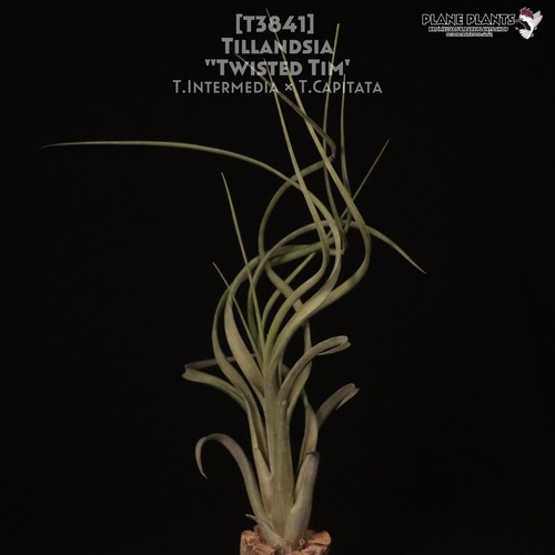 【送料無料】'Twisted Tim'〔エアプランツ〕現品発送T3841