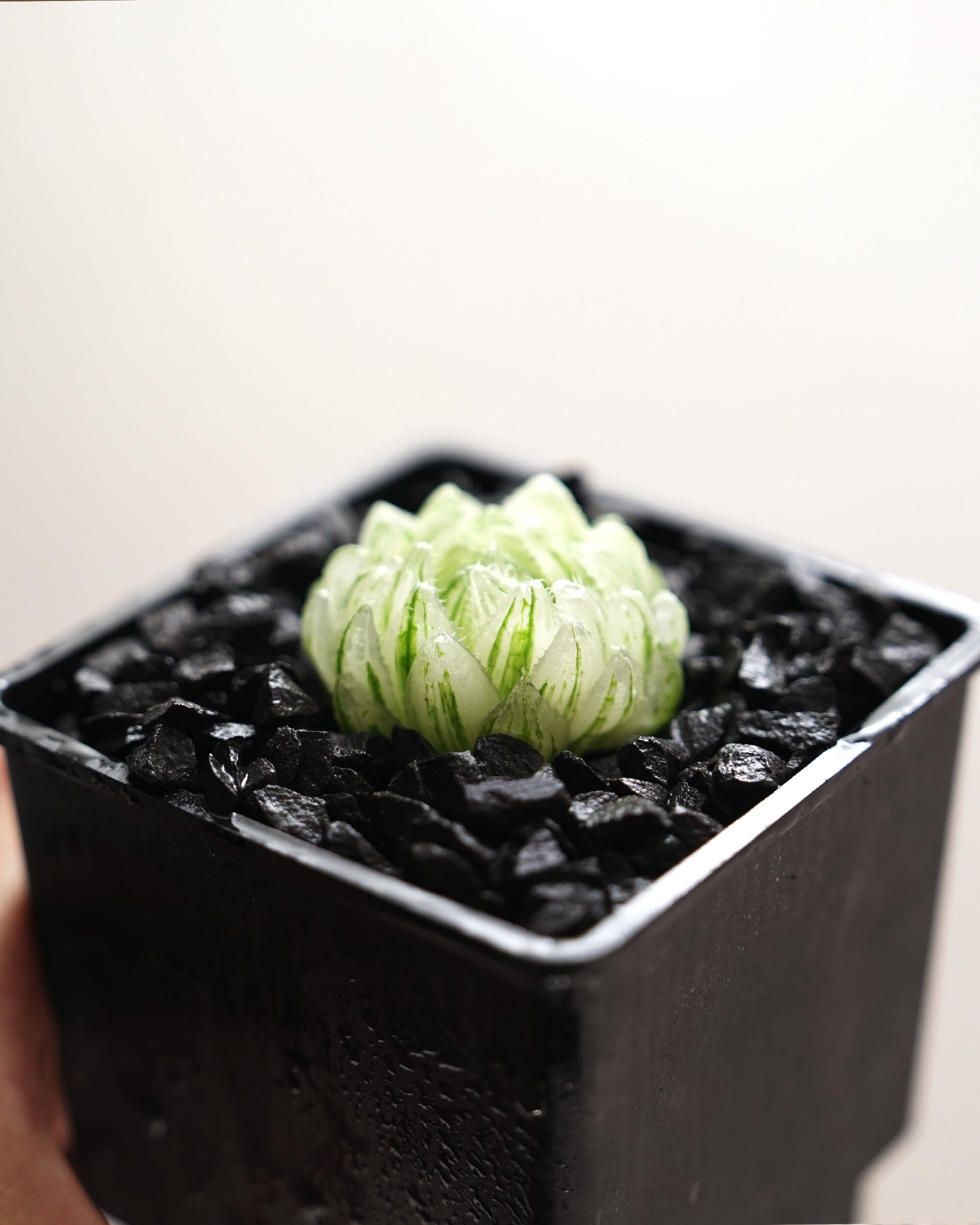 PREMIUM】 抜き苗 ブルーレンズオブツーサ 巨大群生 Haworthia 'Blue