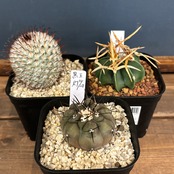 【現品】2026年 サボテン福袋 10,000円