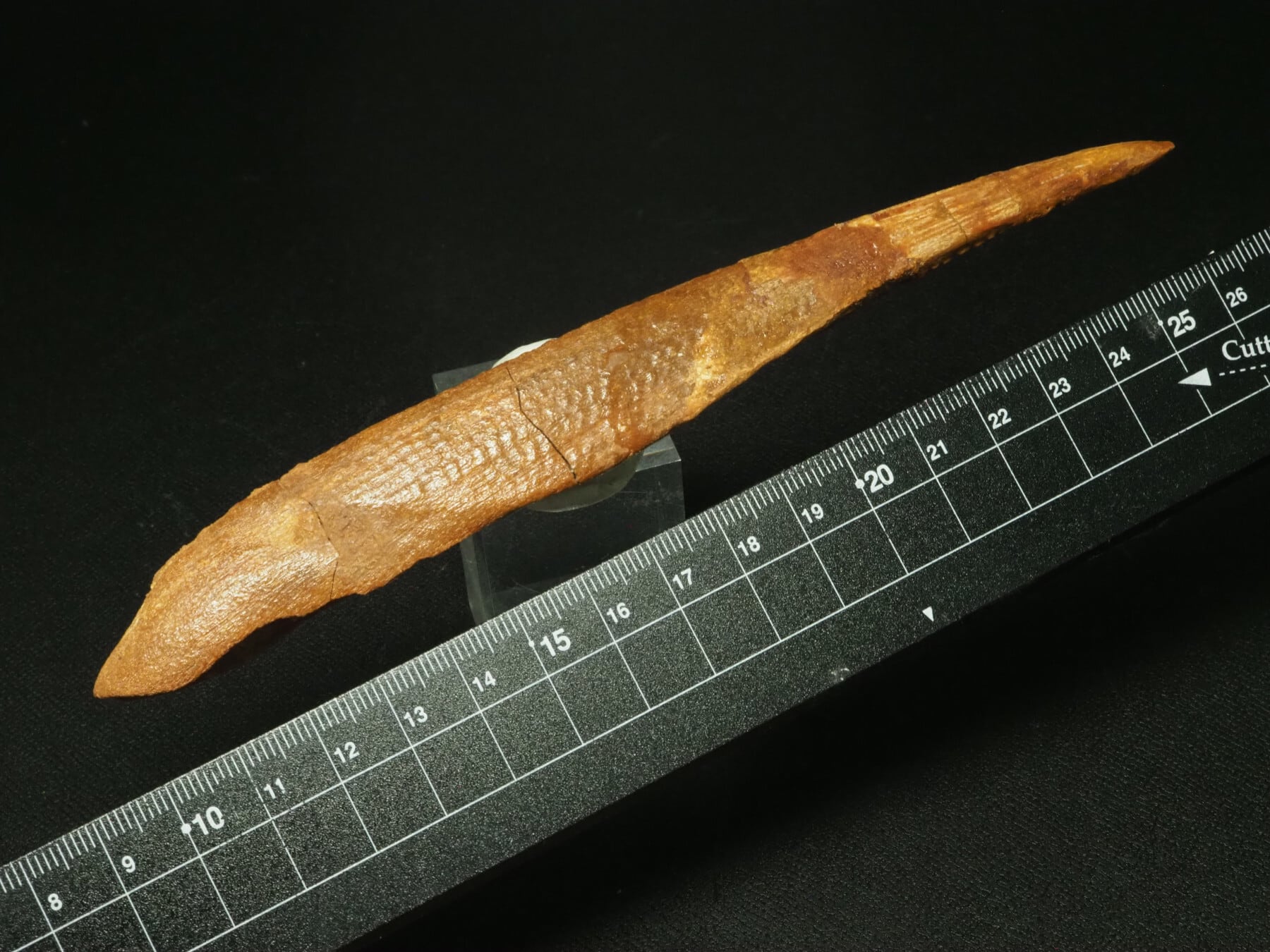 FOSSILS / 化石 | 化石・隕石・鉱物の販売 JURASSIC! (ジュラシック