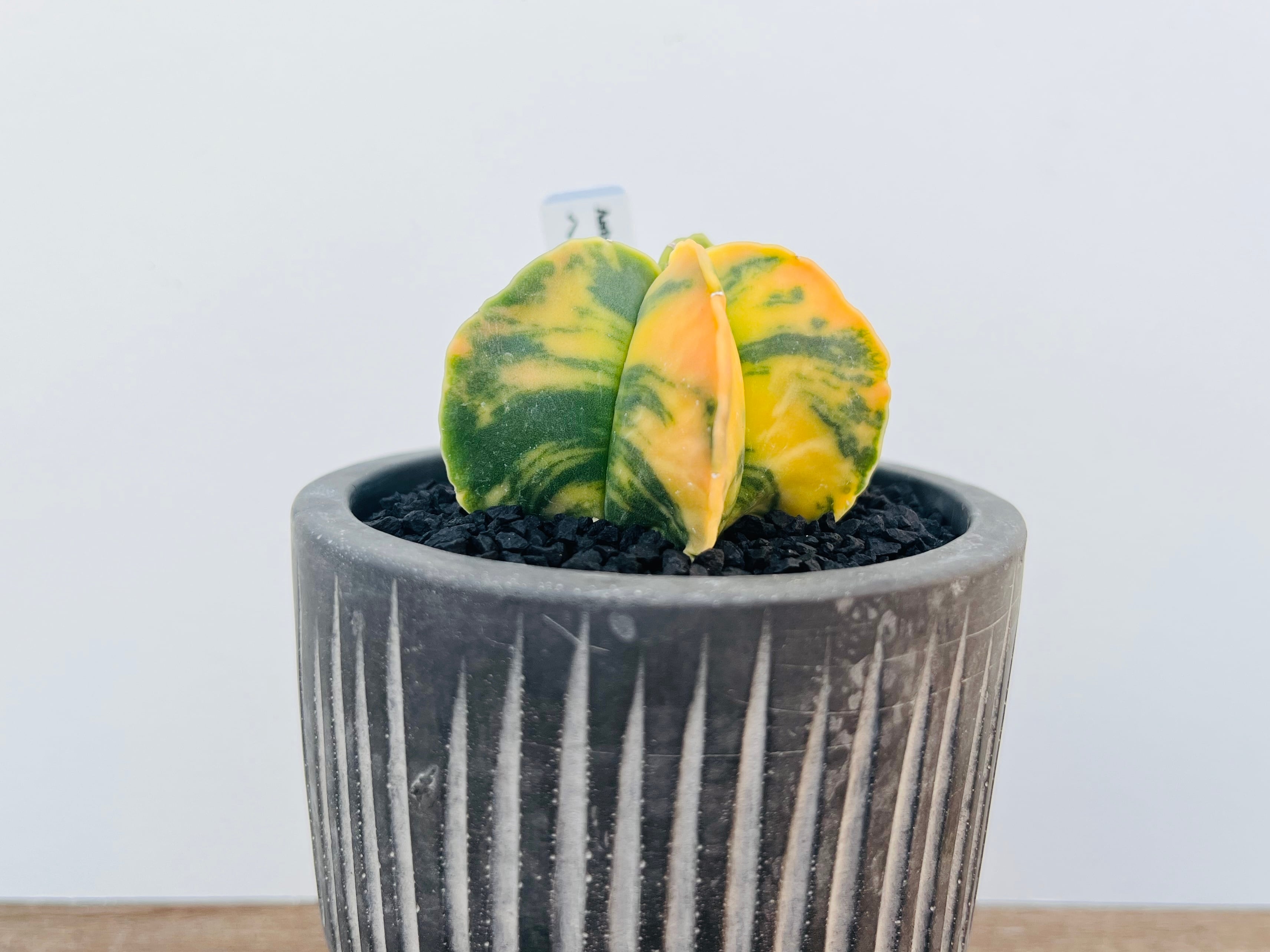 Astrophytum myriostigma アストロフィツム ヘキラン錦 碧瑠璃 Astrophytum myriostigma アストロフィツム ヘキラン錦 碧瑠璃