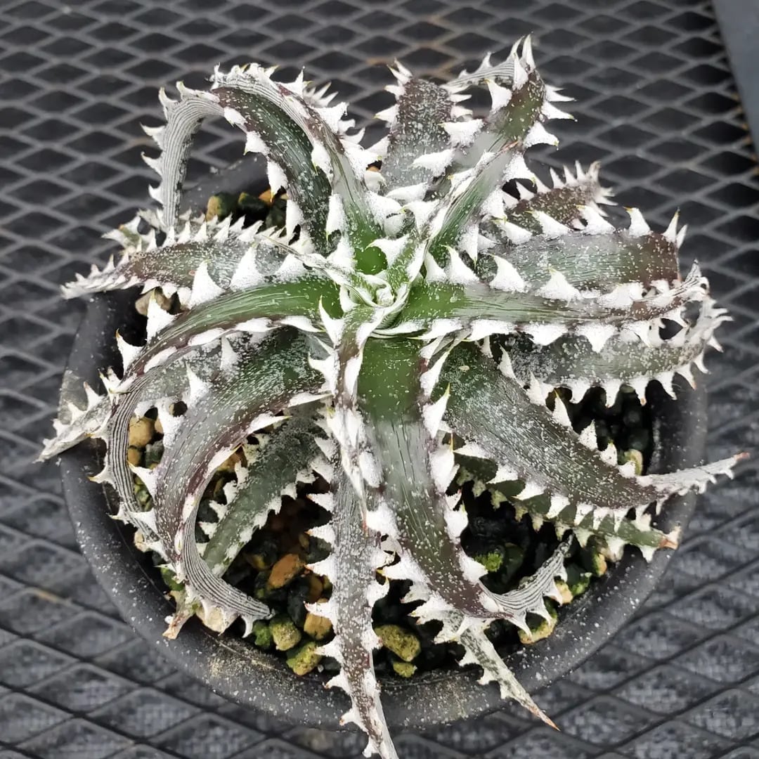 ハイブリッド系 | レアプランツ通販サイトPlants Maniax（プランツ