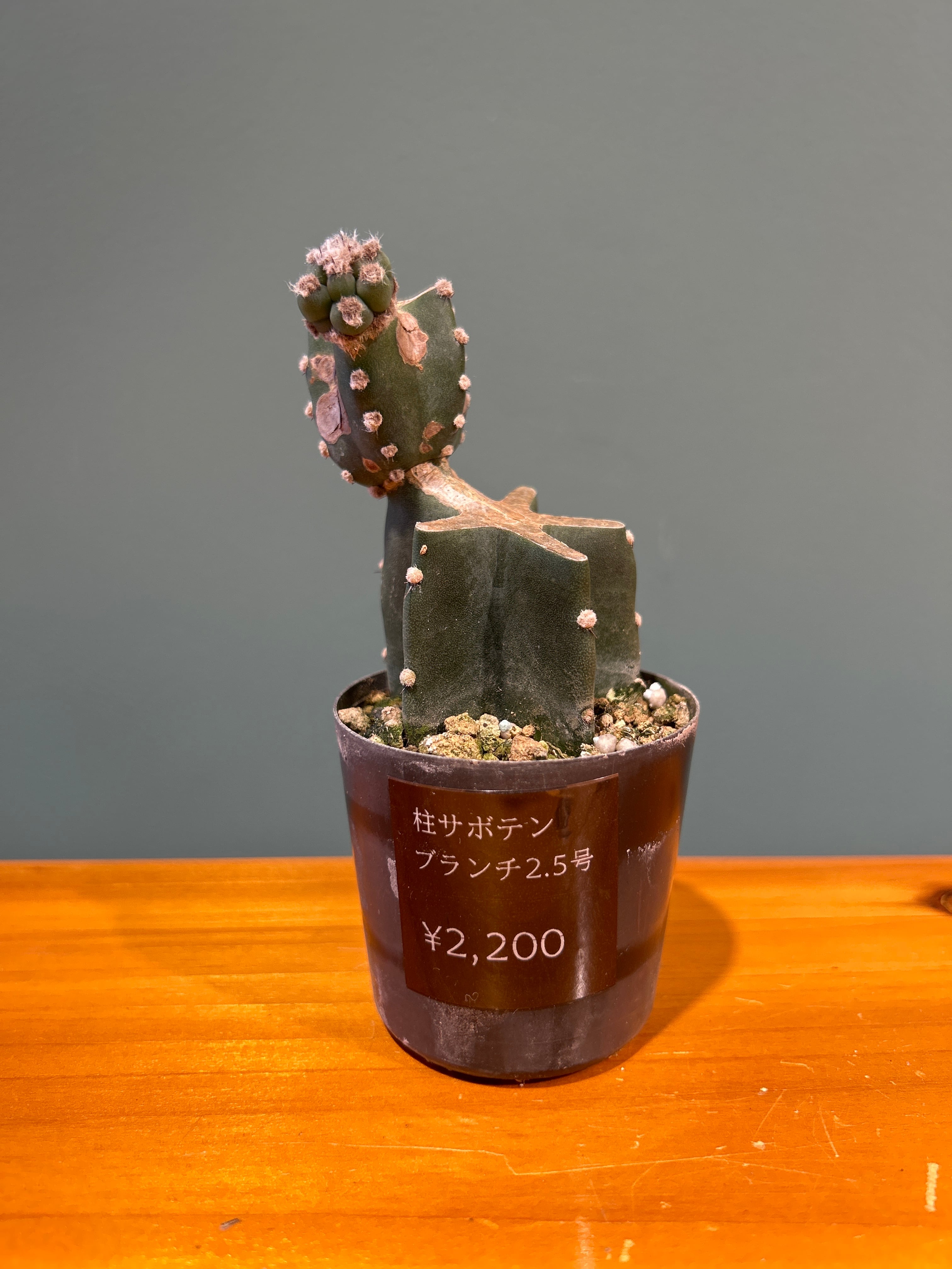柱サボテン ブランチ2.5号 | 植物との暮らし apricot