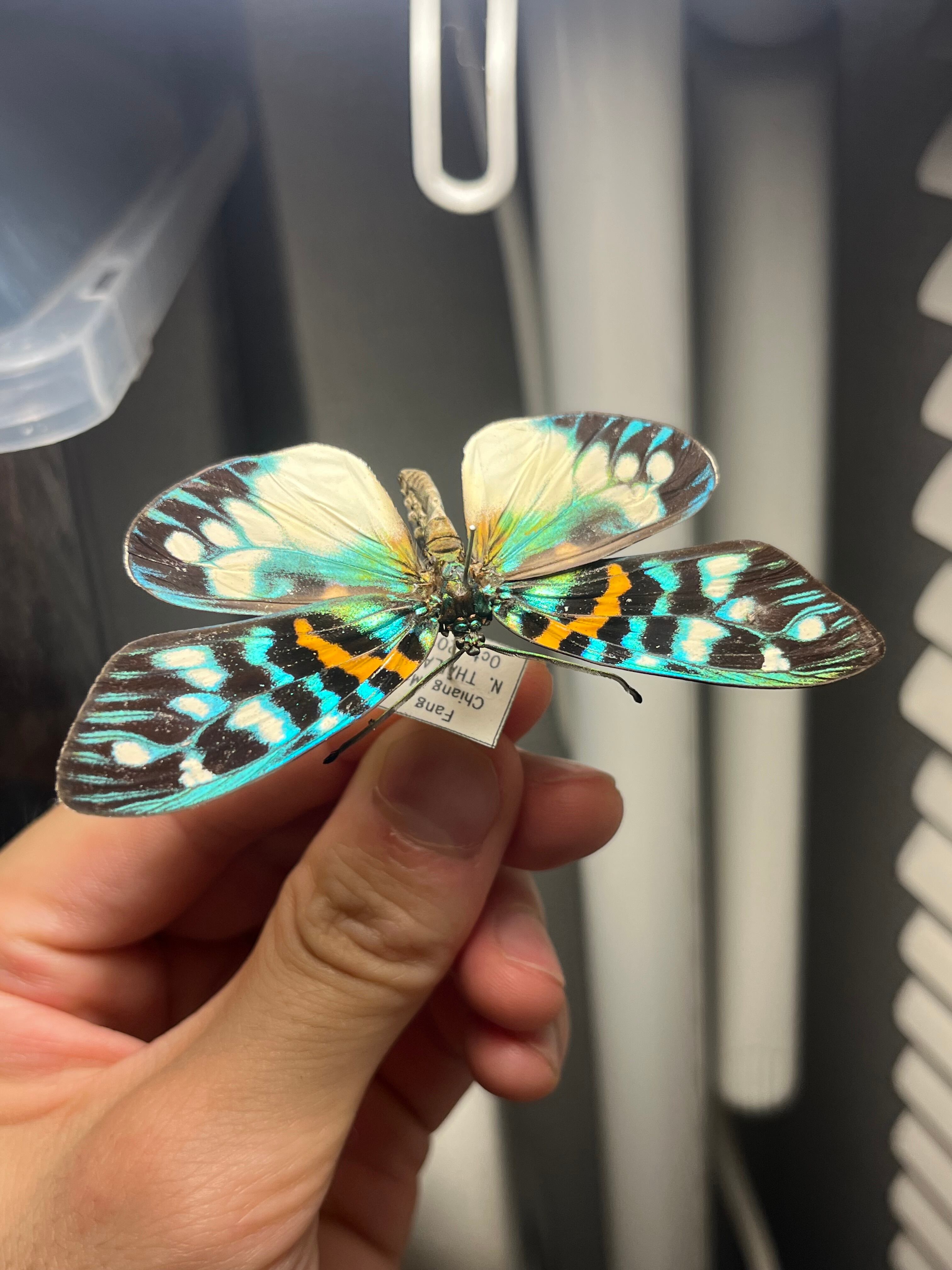 極美個体】サツマニシキモルフォ蝶 蛾ピカソモスモルフォチョウMorpho