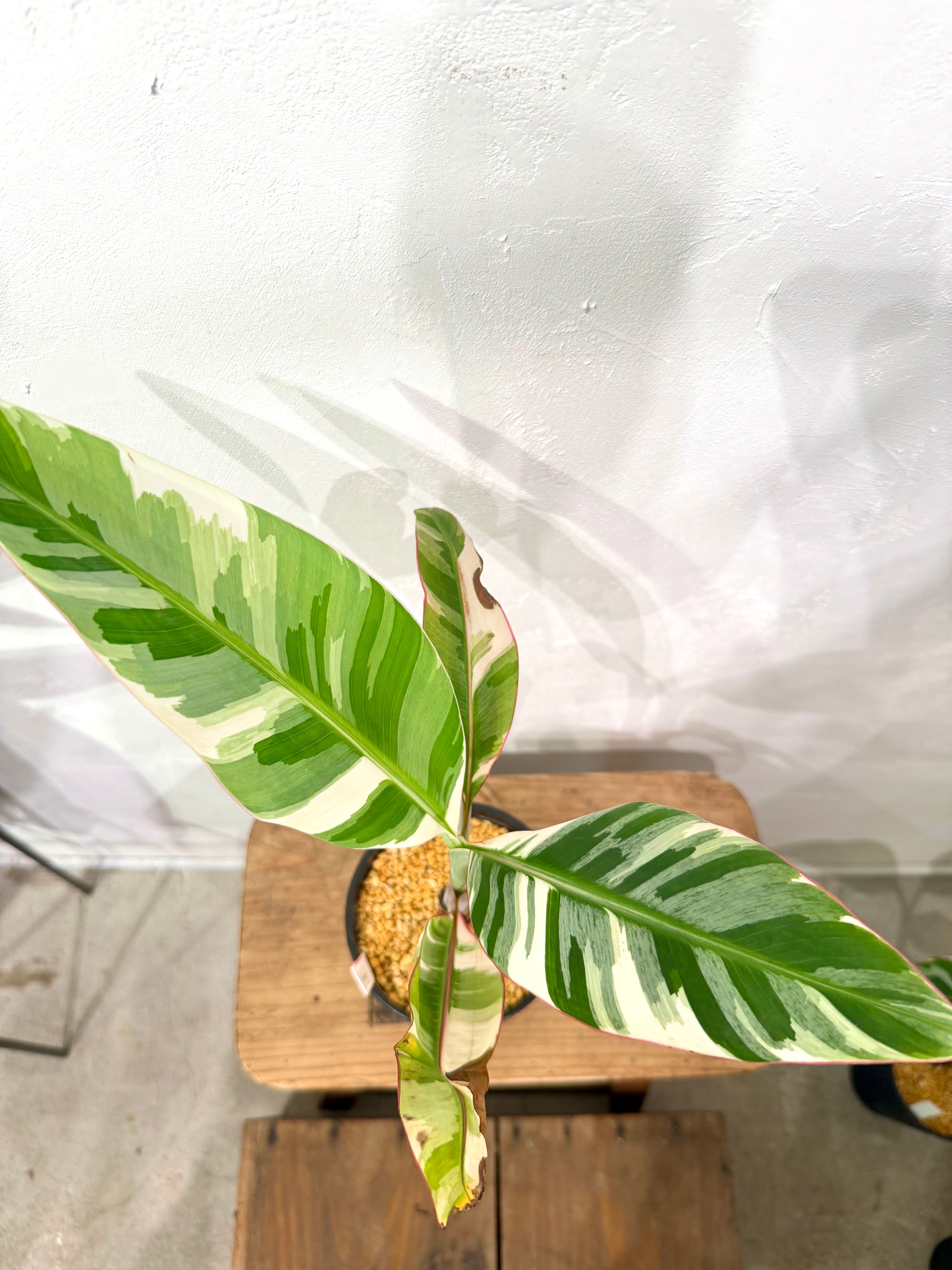 数量限定【超激レア植物D】斑入りのバナナムサアエアエ（ほとんど世に
