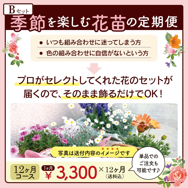 季節を楽しむ花苗の定期便（Bセット） | 松山・花・花束・開店祝いを