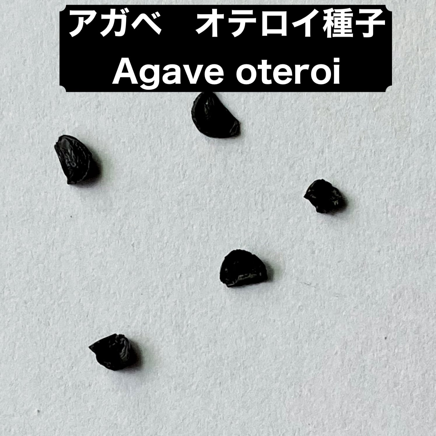 アガベの種 オテロイ Agave oteroi 500粒