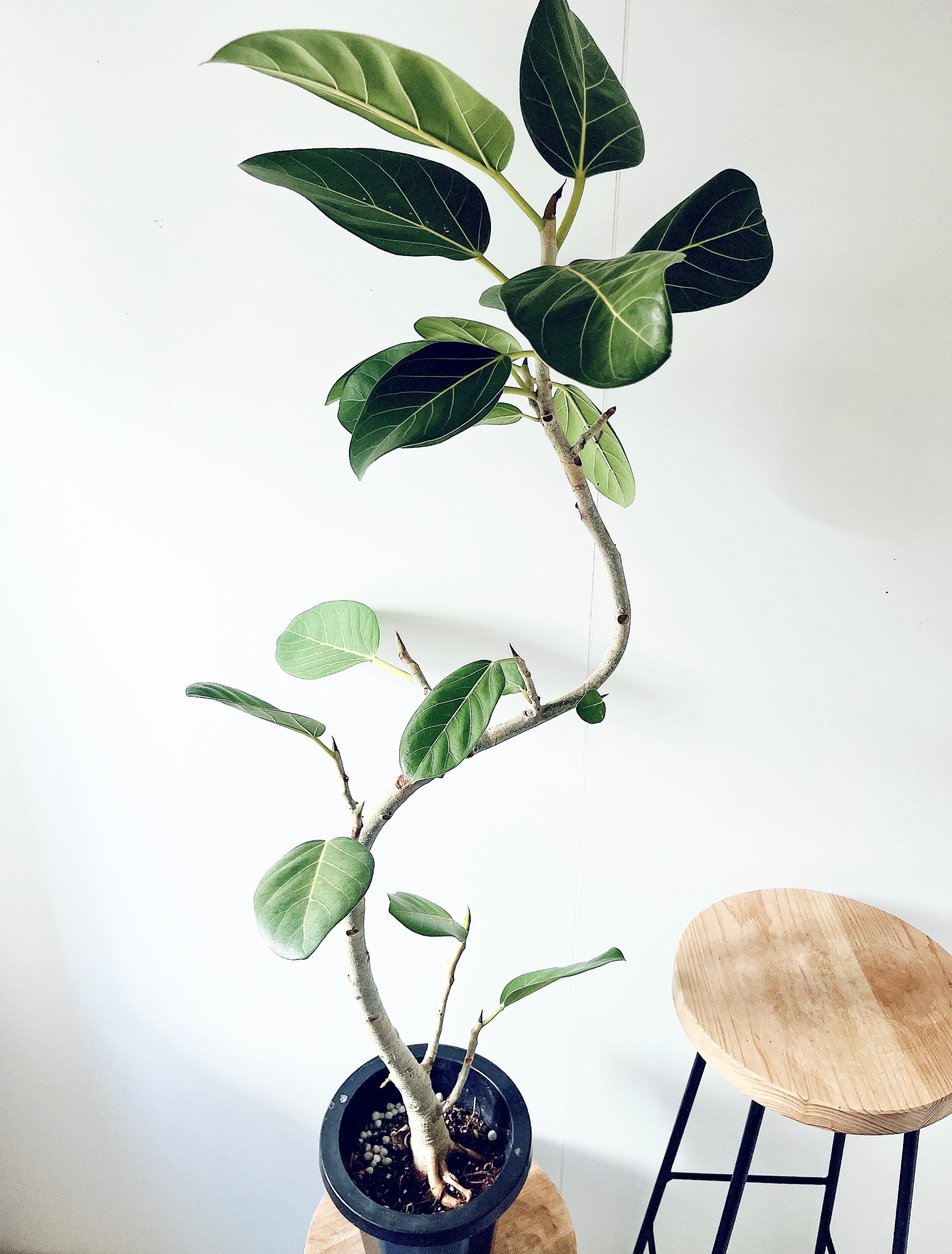 エバーフレッシュ　大型　幹太　曲がり樹形　観葉植物　カッシーナ　アクタス エバーフレッシュ 大型 幹太 曲がり樹形 観葉植物 カッシーナ アクタス