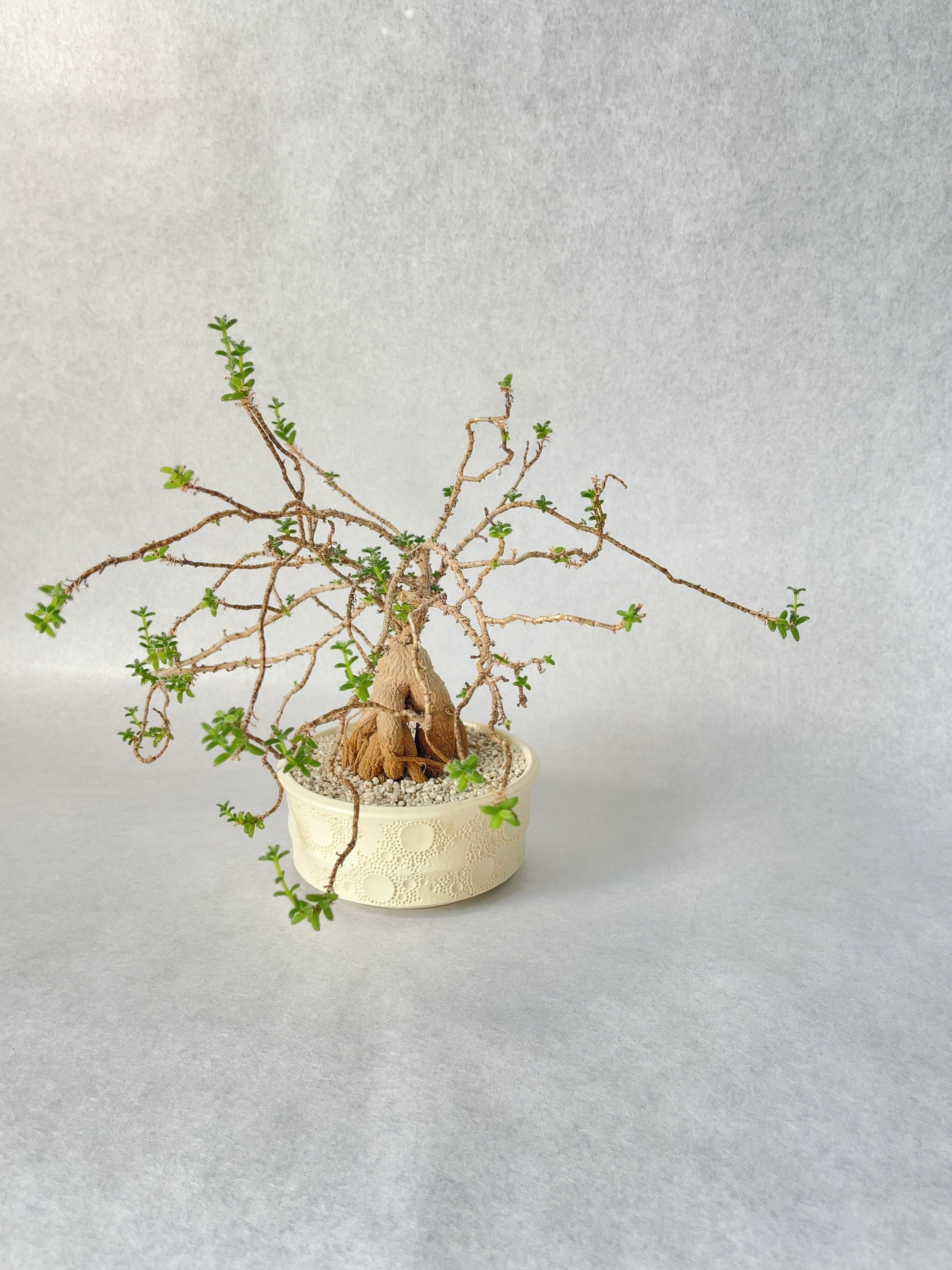 トリコディアデマ・ブルボスム | trigger