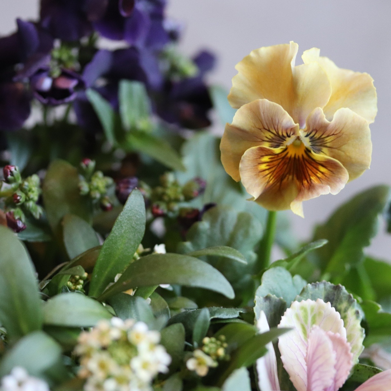 冬から春に楽しむ寄せ植え　和モダンビオラとシックカラーハボタンの北欧風ブリキの寄せ植え　届いてすぐ玄関に飾れる 　プレゼントにもオススメ　