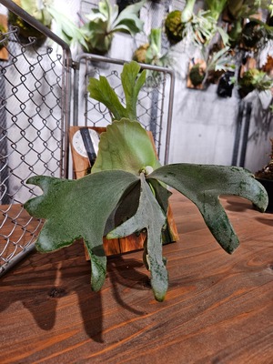 P.willinkii Silver wild #1 【artPLANTs/PLANTS GARAGE】ビカクシダ/Platycerium