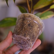 フィロデンドロン・レッドコンゴ②│Philodendron Red Congo