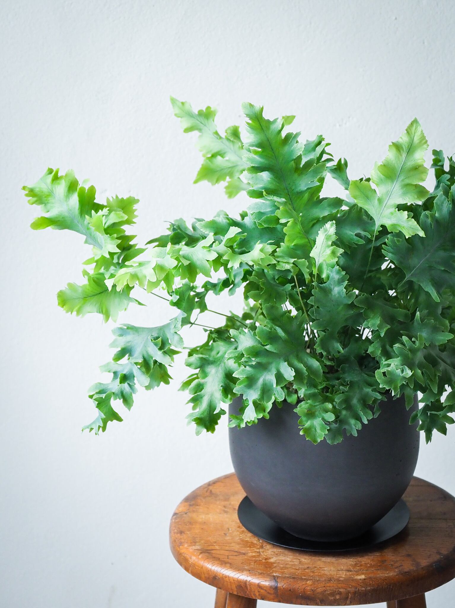 七福神彫入り　本水晶　直径2cm 七福神彫入り 本水晶 直径2cm 【公式通販】