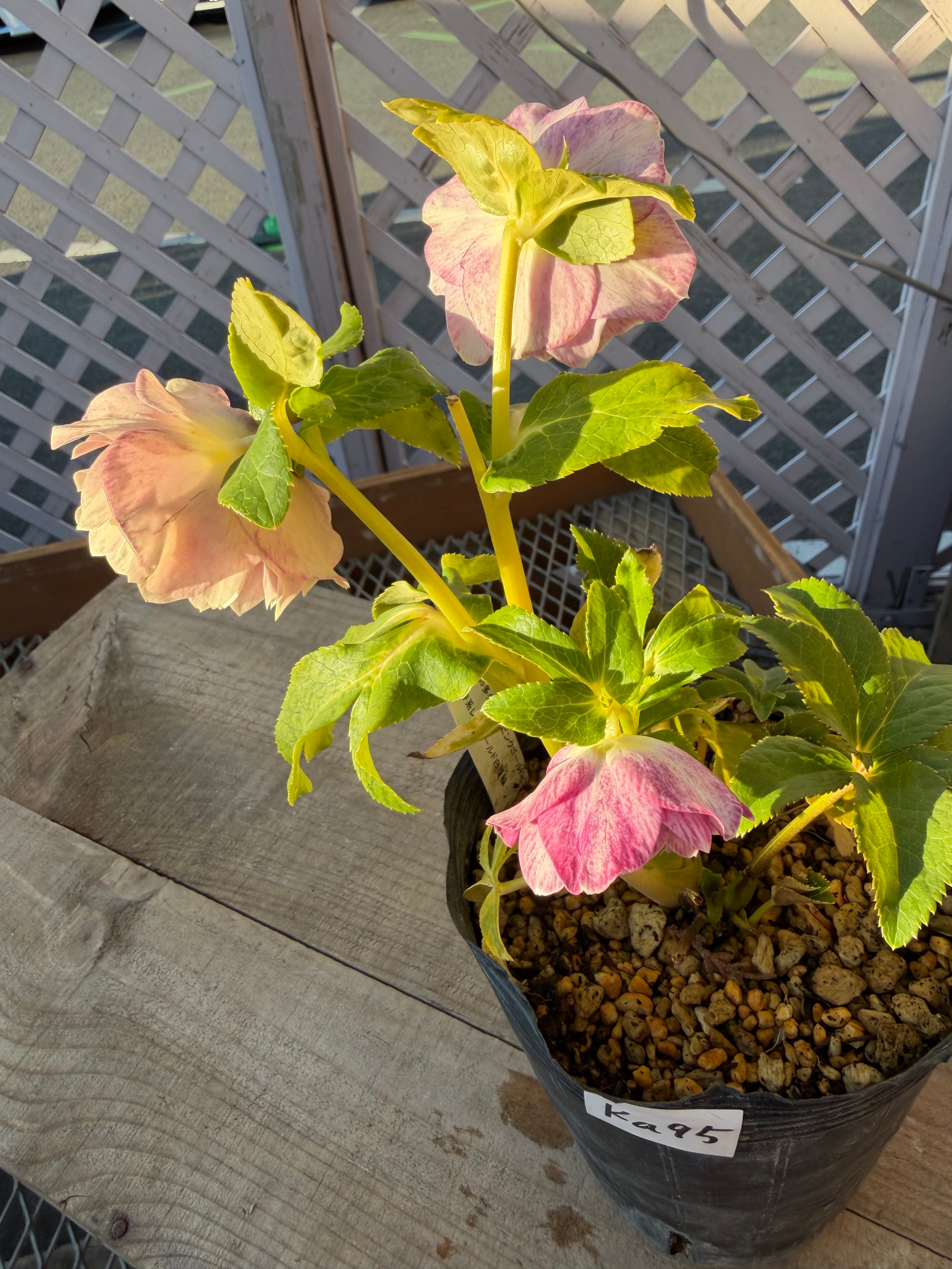 ピンクプリマゴールド系 加藤農園 クリスマスローズ【Ka94】送料無料