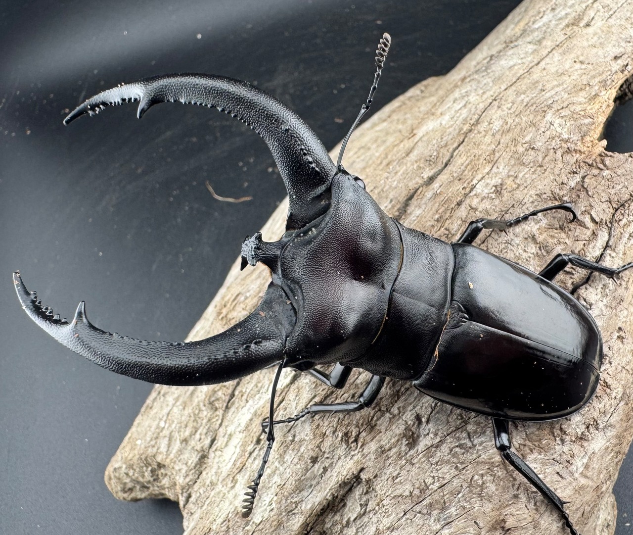 【WD】《リノケロスフタマタ 95.5mm ペア》