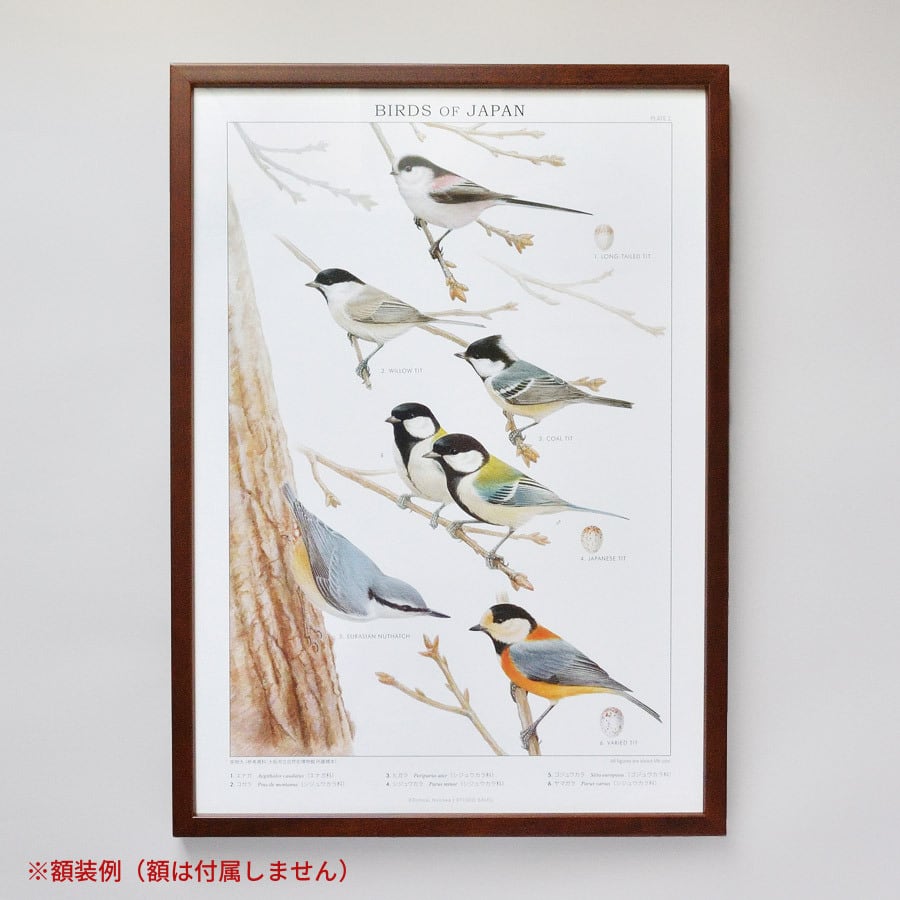サントリー ポスター3枚セット アホウドリ イヌワシ 日本の県鳥 骨董品 実物大ポスター A3 日本の野鳥 No. 1 | ヒロハ商店