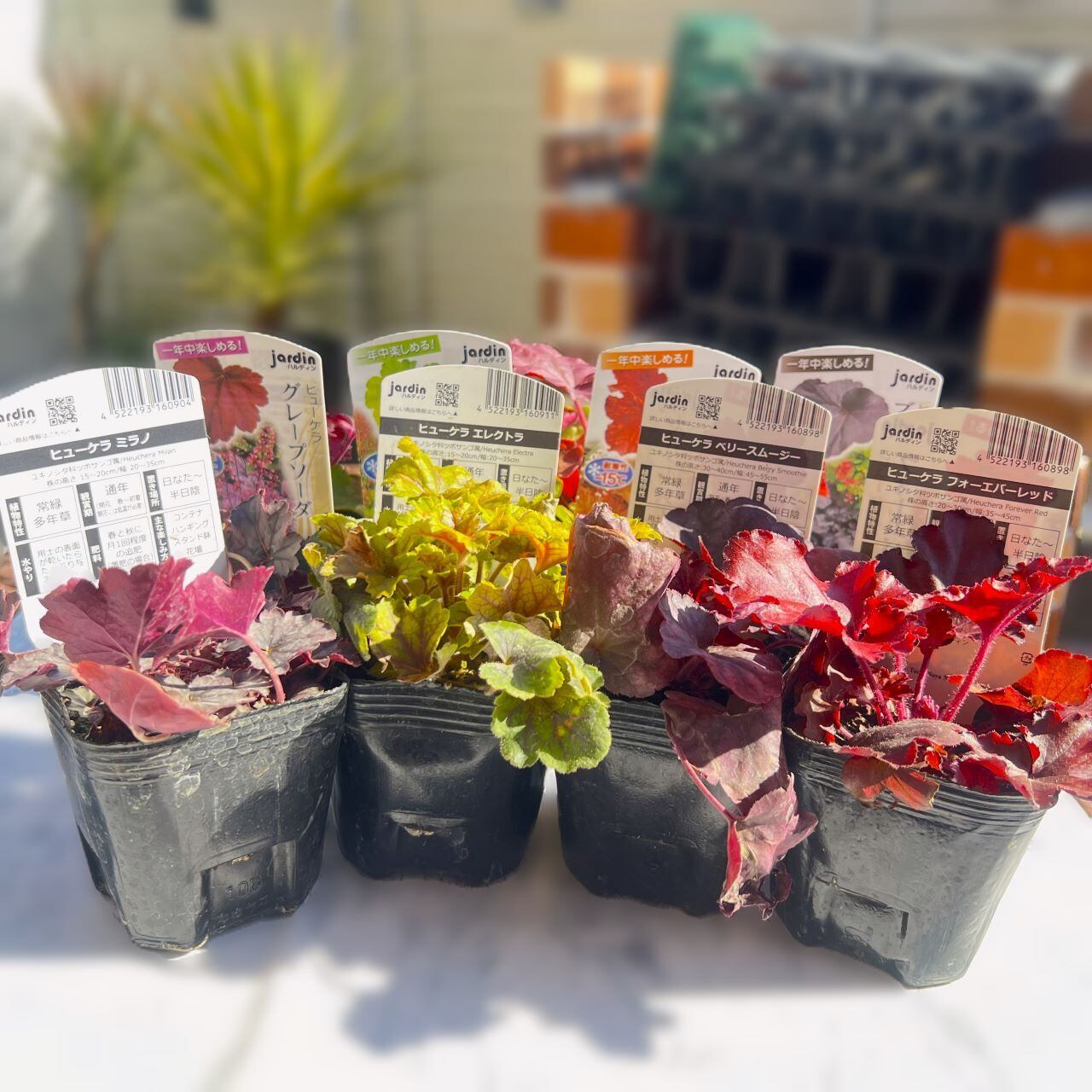 ヒューケラ Cセット 4種（3号ポット）ツボサンゴ 多年草 寄せ植え