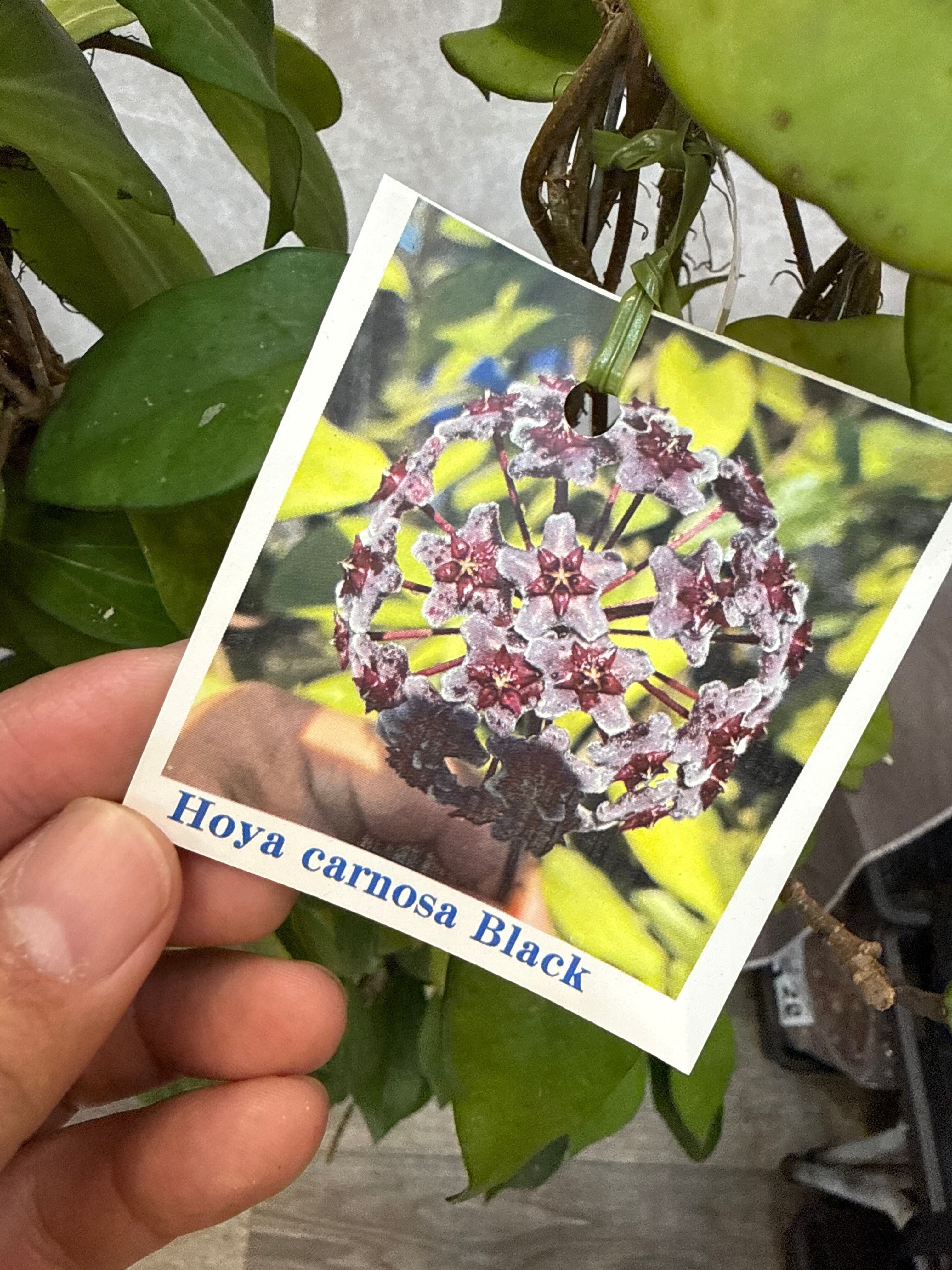 ① (Mucho) Begonia cucullata pink variegated / ベゴニア ククラータ
